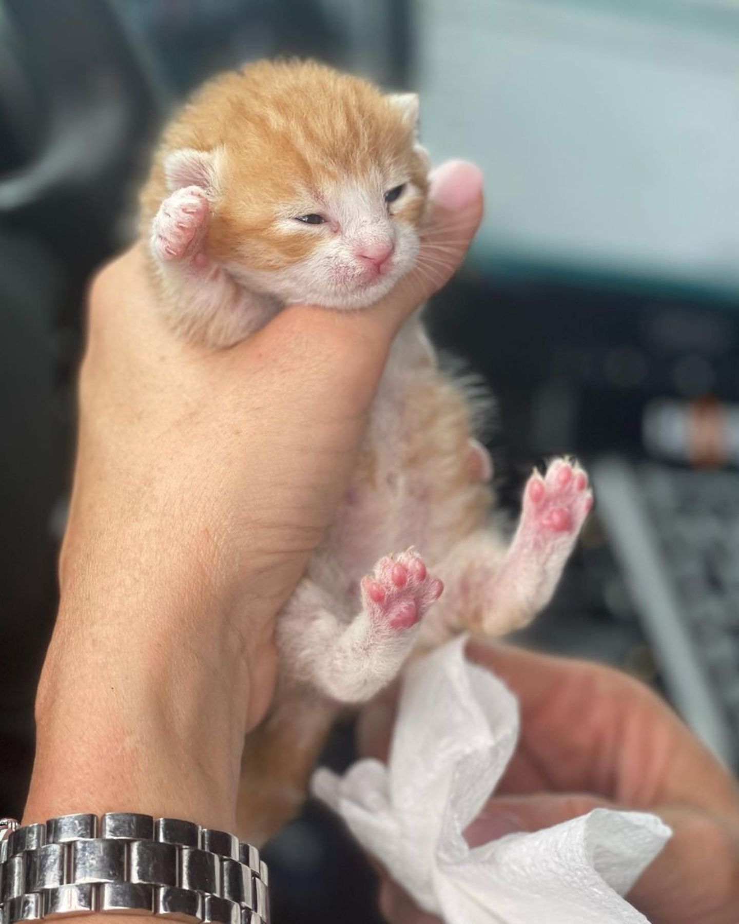 a kitten in hand