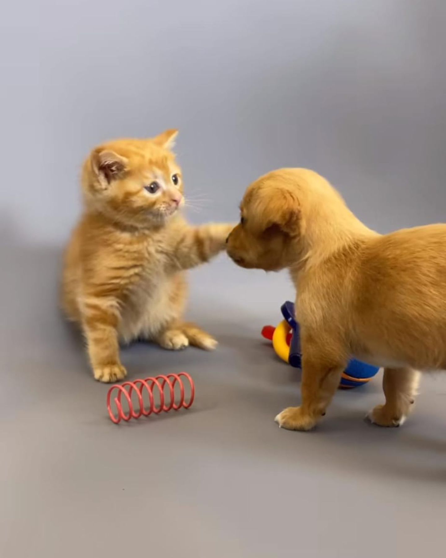 a kitten touching a puppy