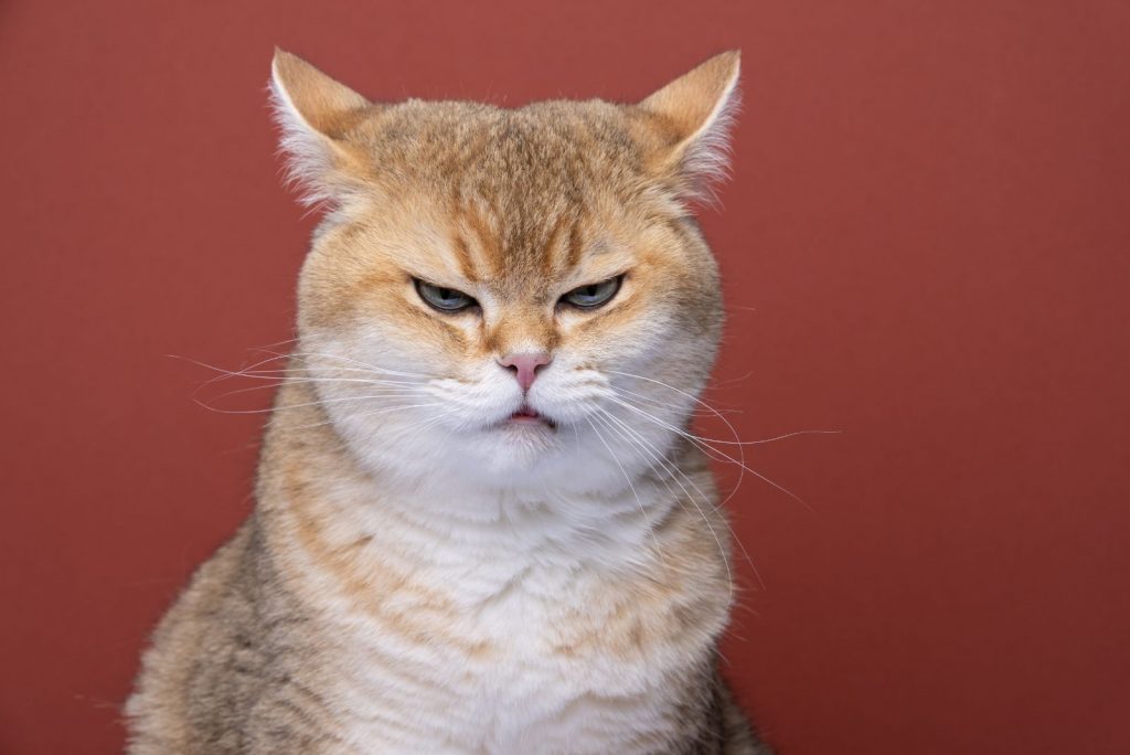 annoyed cat