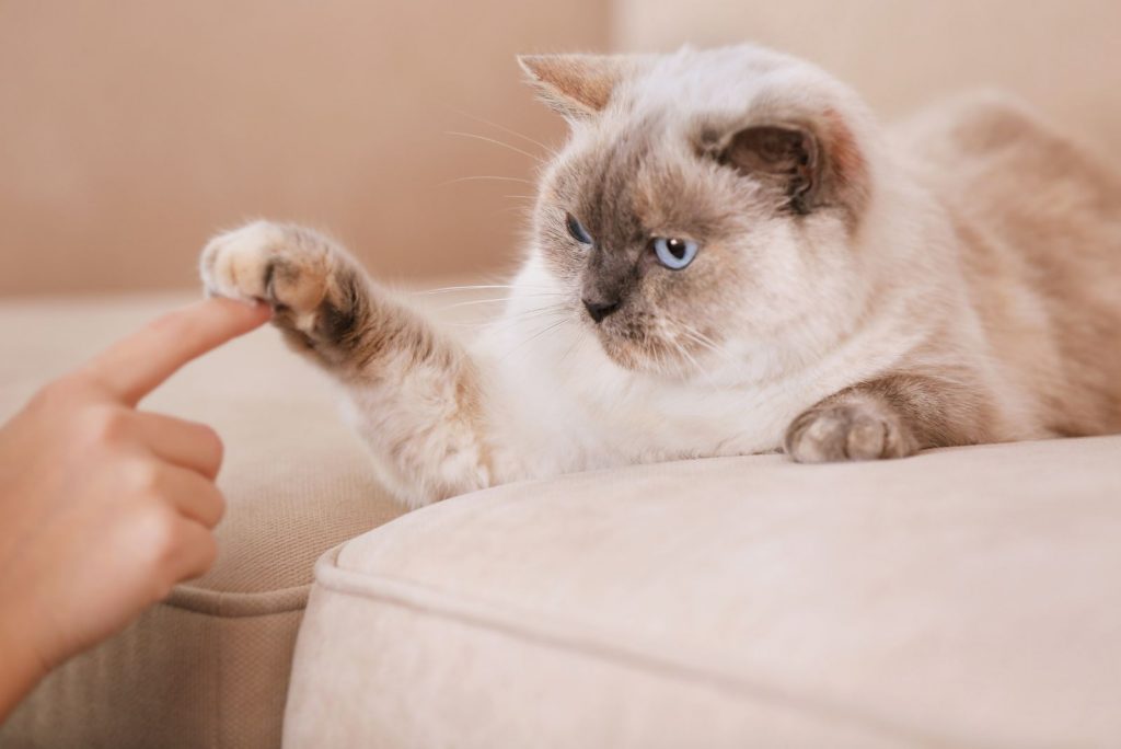 annoyed cat touching owners finger