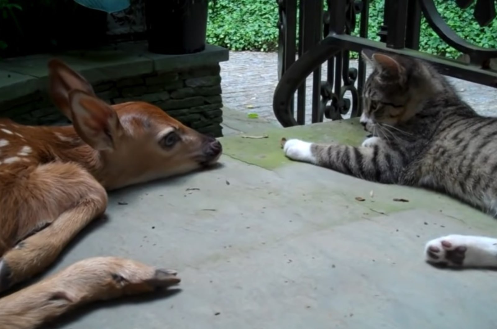 baby deer and cat lying on concrete