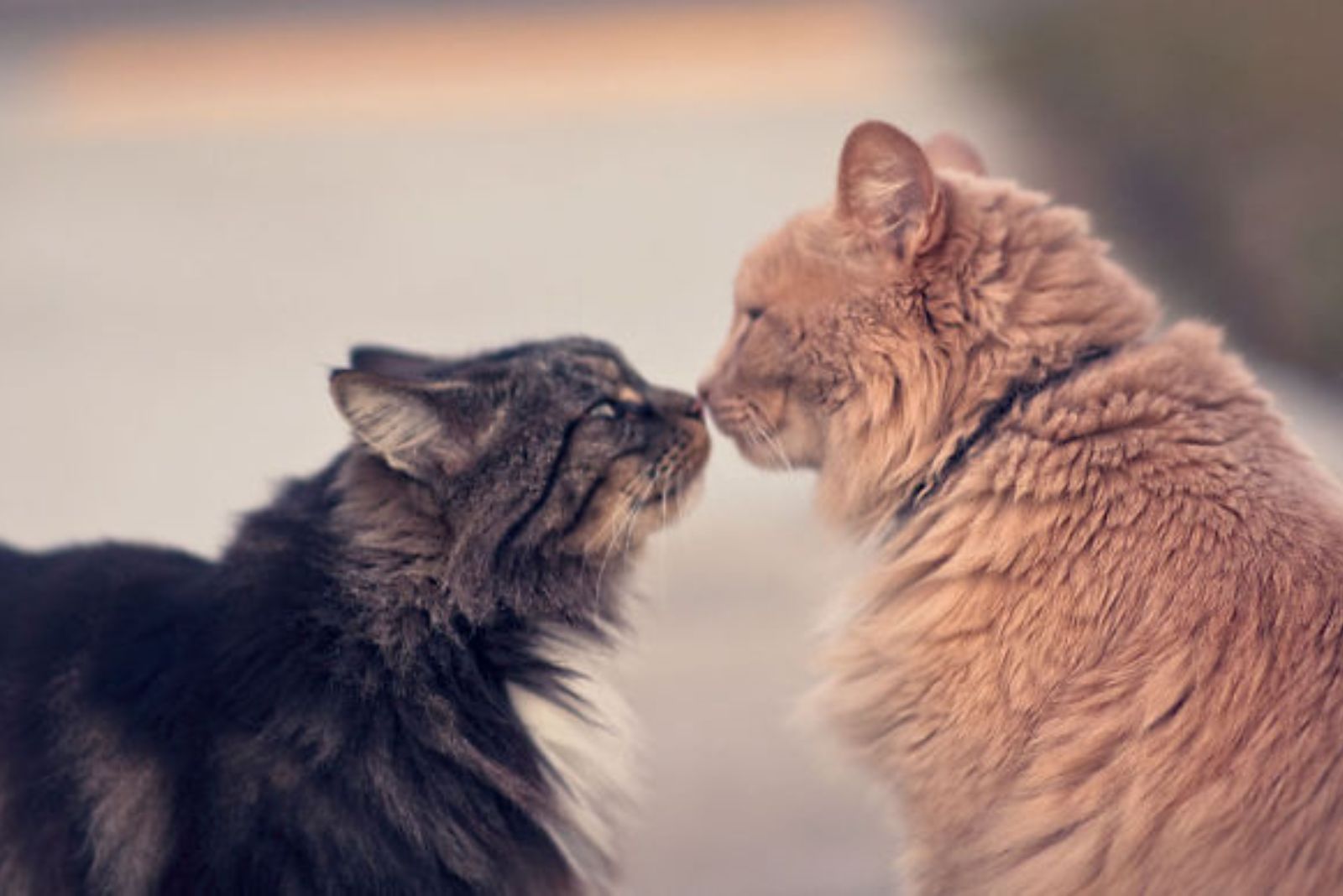 black and ginger cat kissing