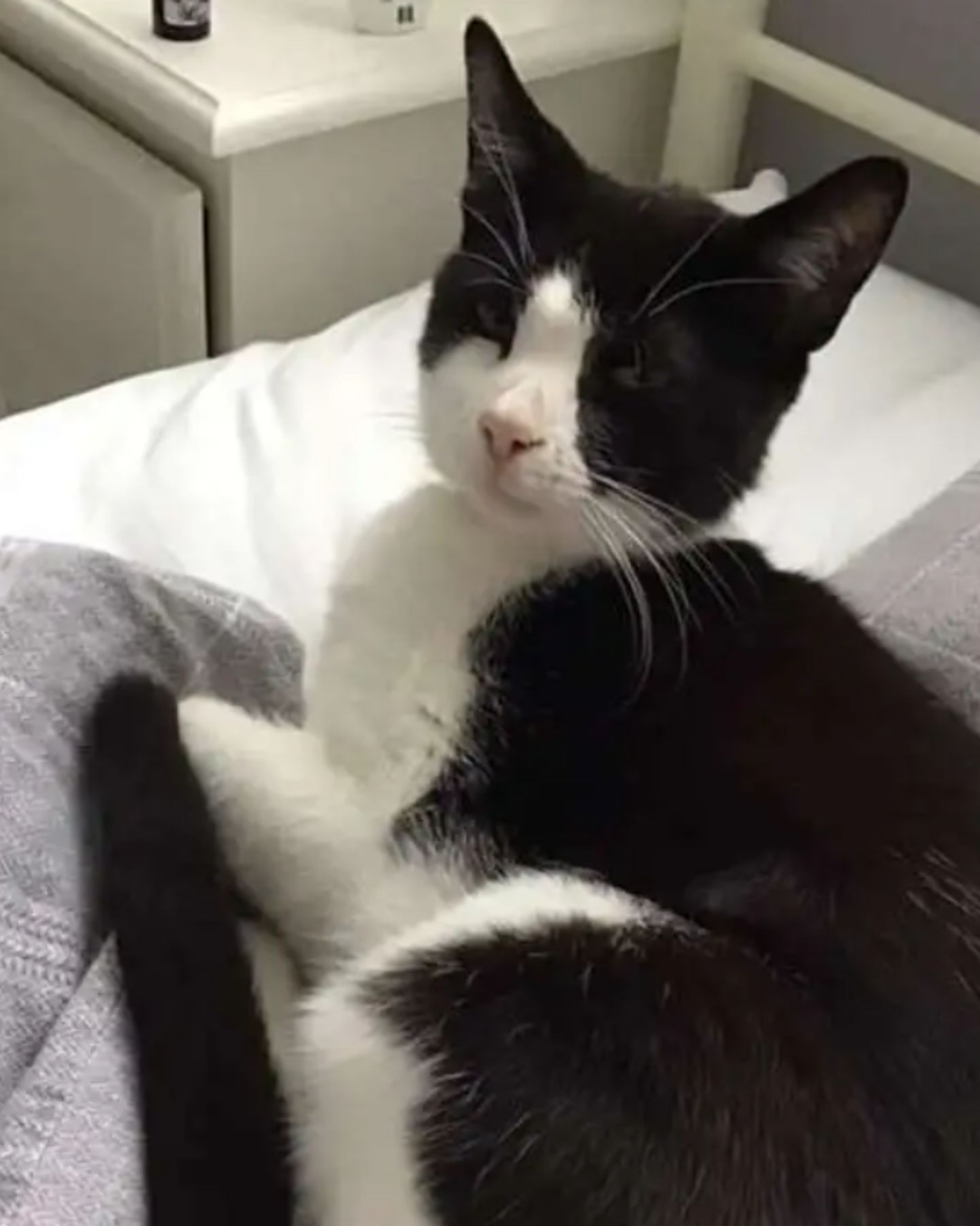 black and white cat lying in bed