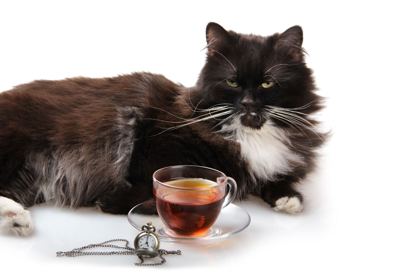 black cat and tea