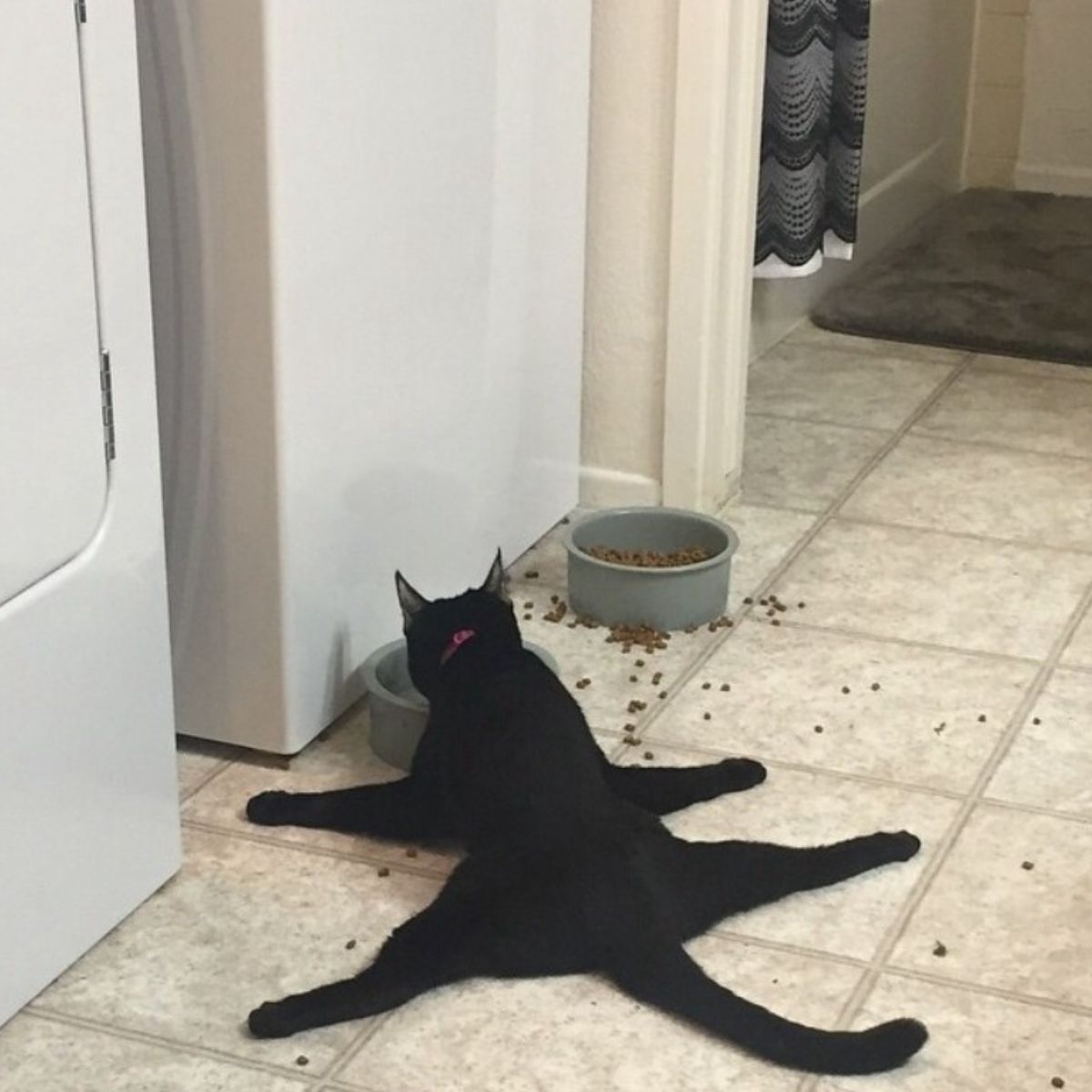 black cat eating