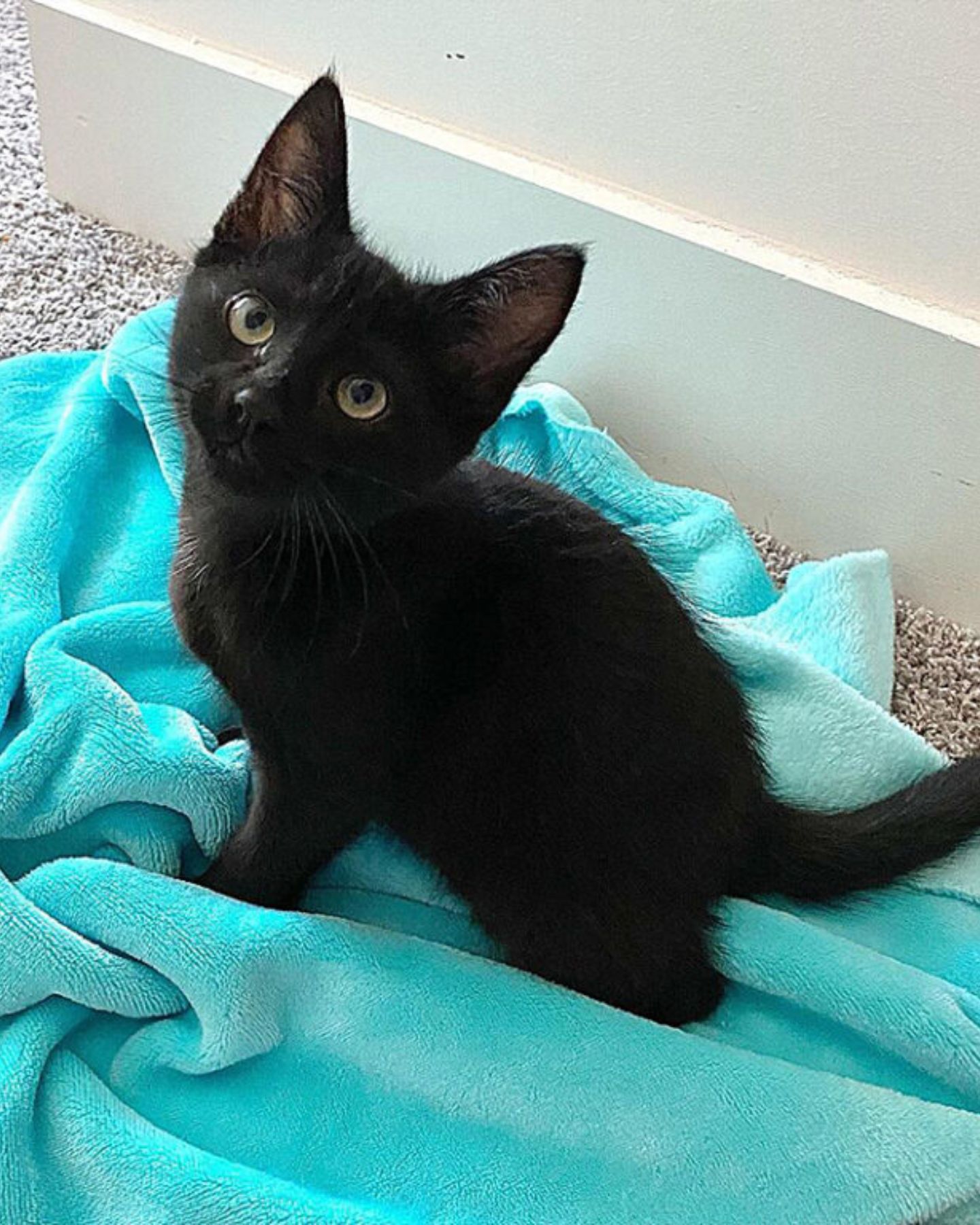 black cat sitting on blue towel