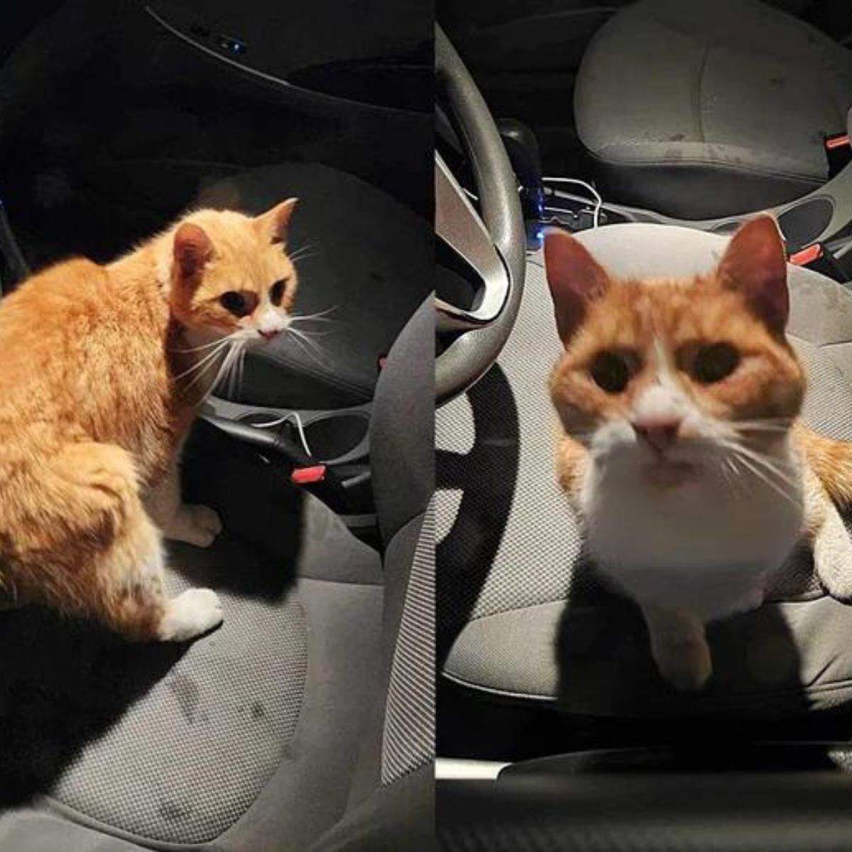 blind cat in the car