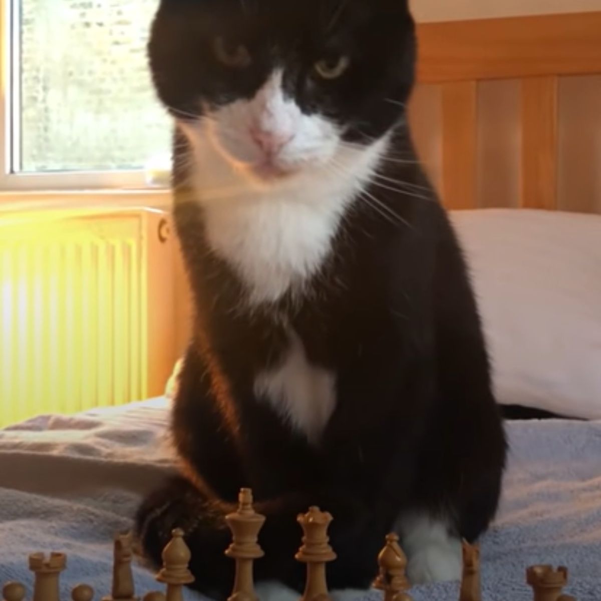 cat and chess