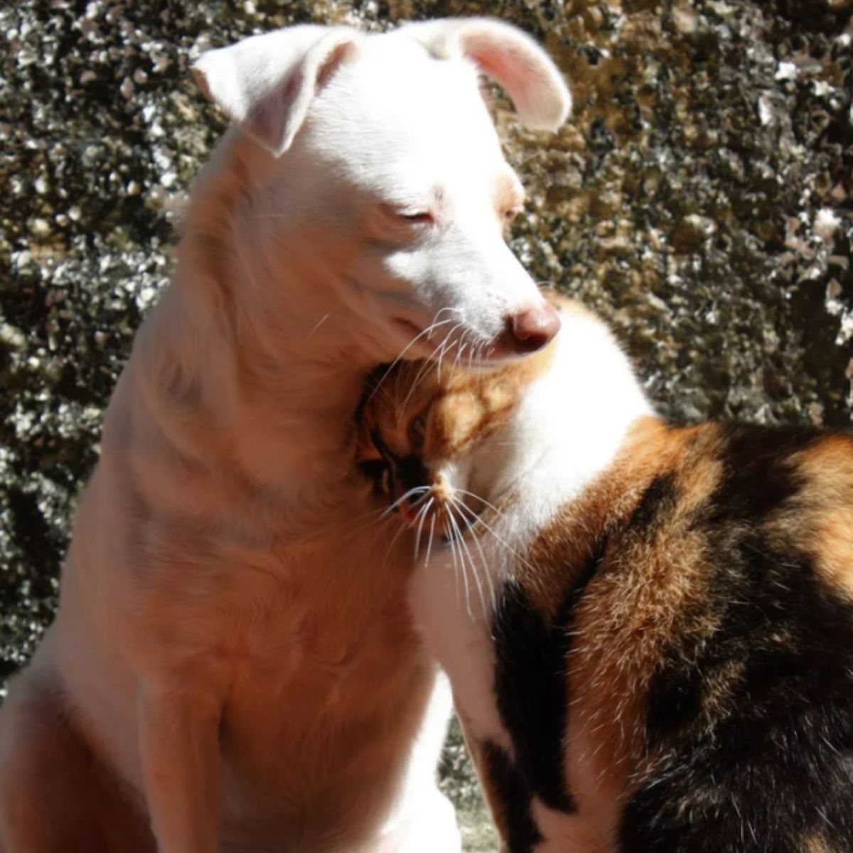 cat and dog bestfriends