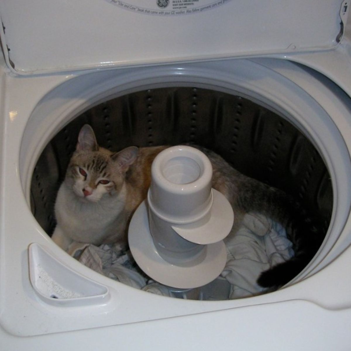 cat and laundry