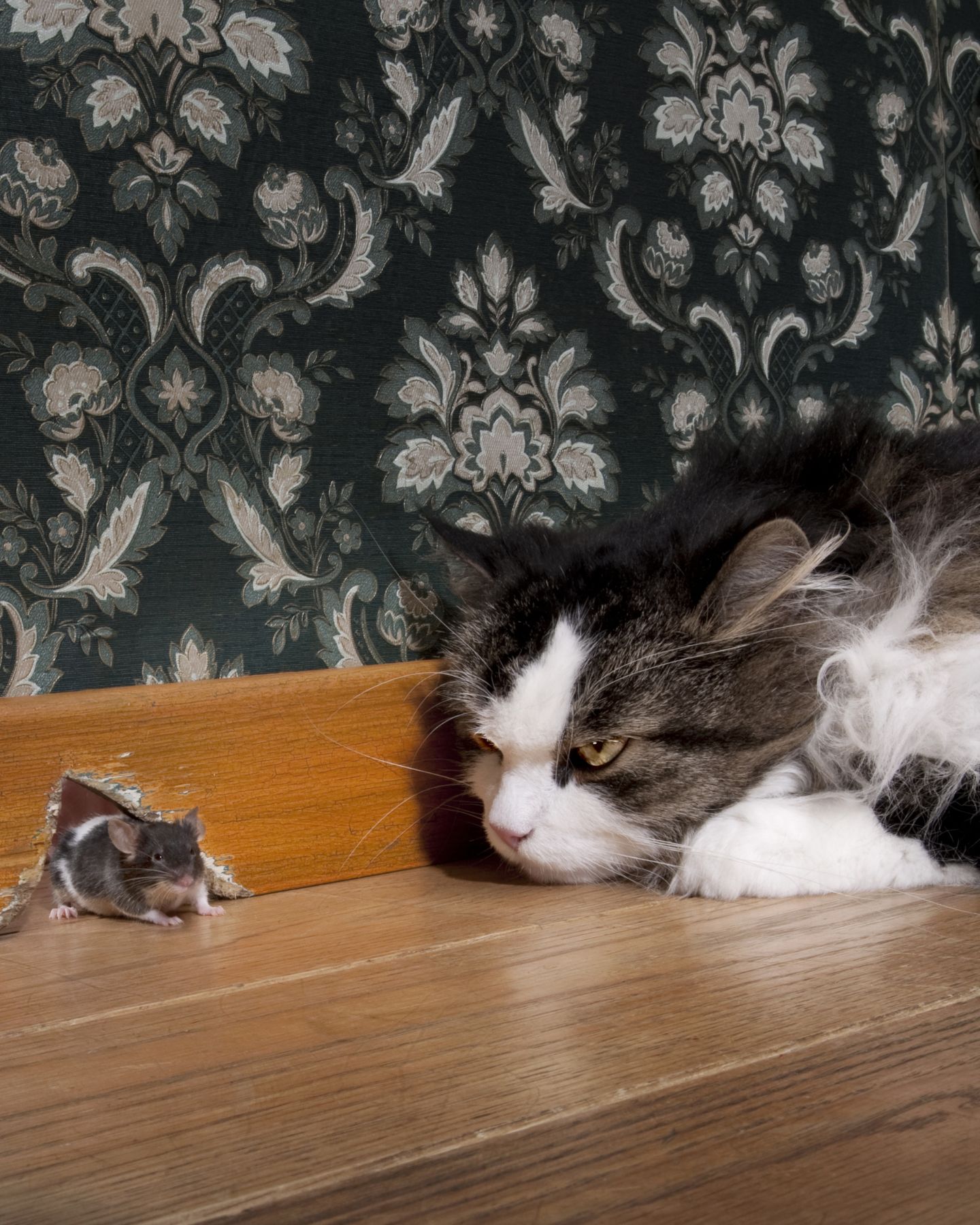 cat and mice