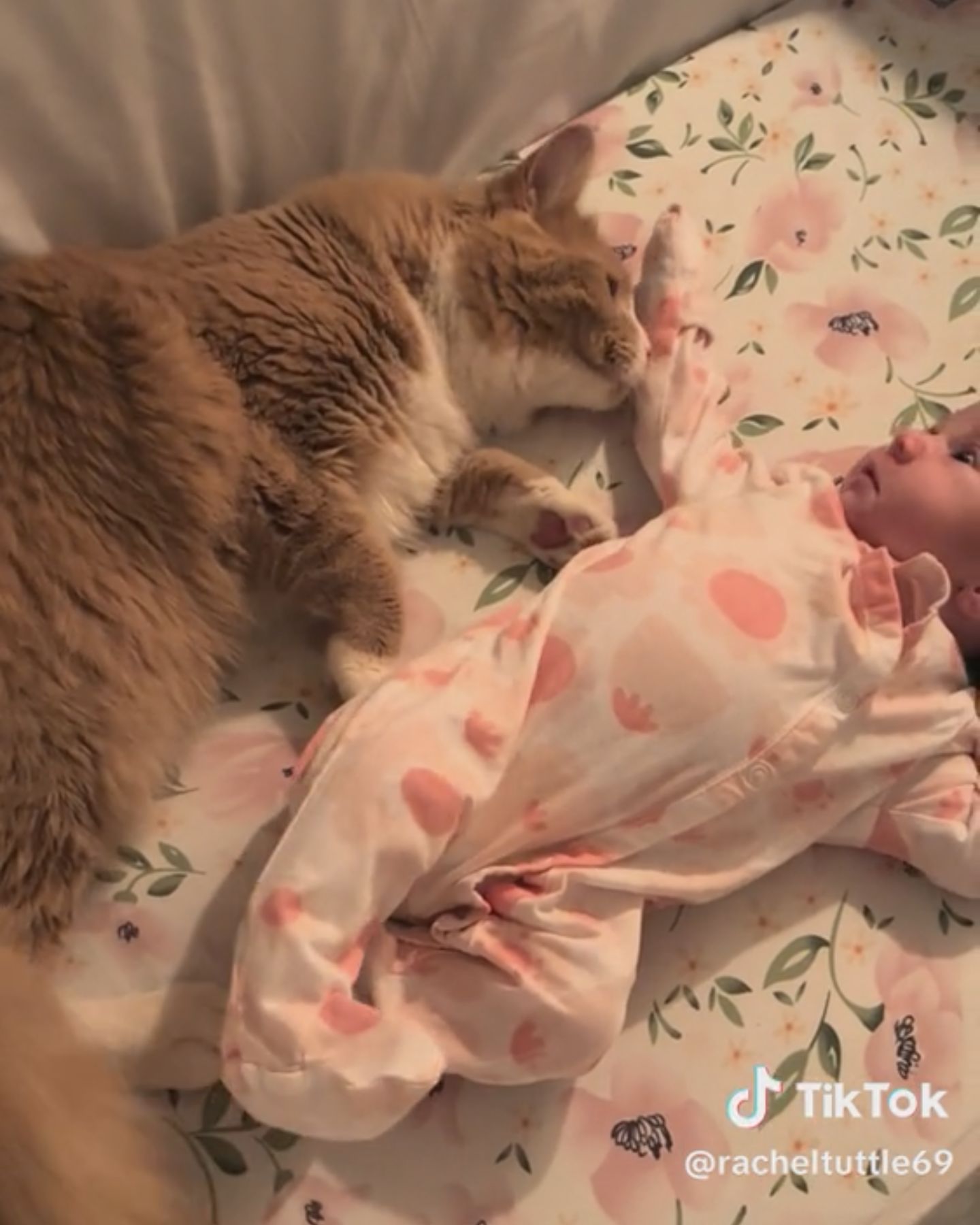 cat and newborn baby