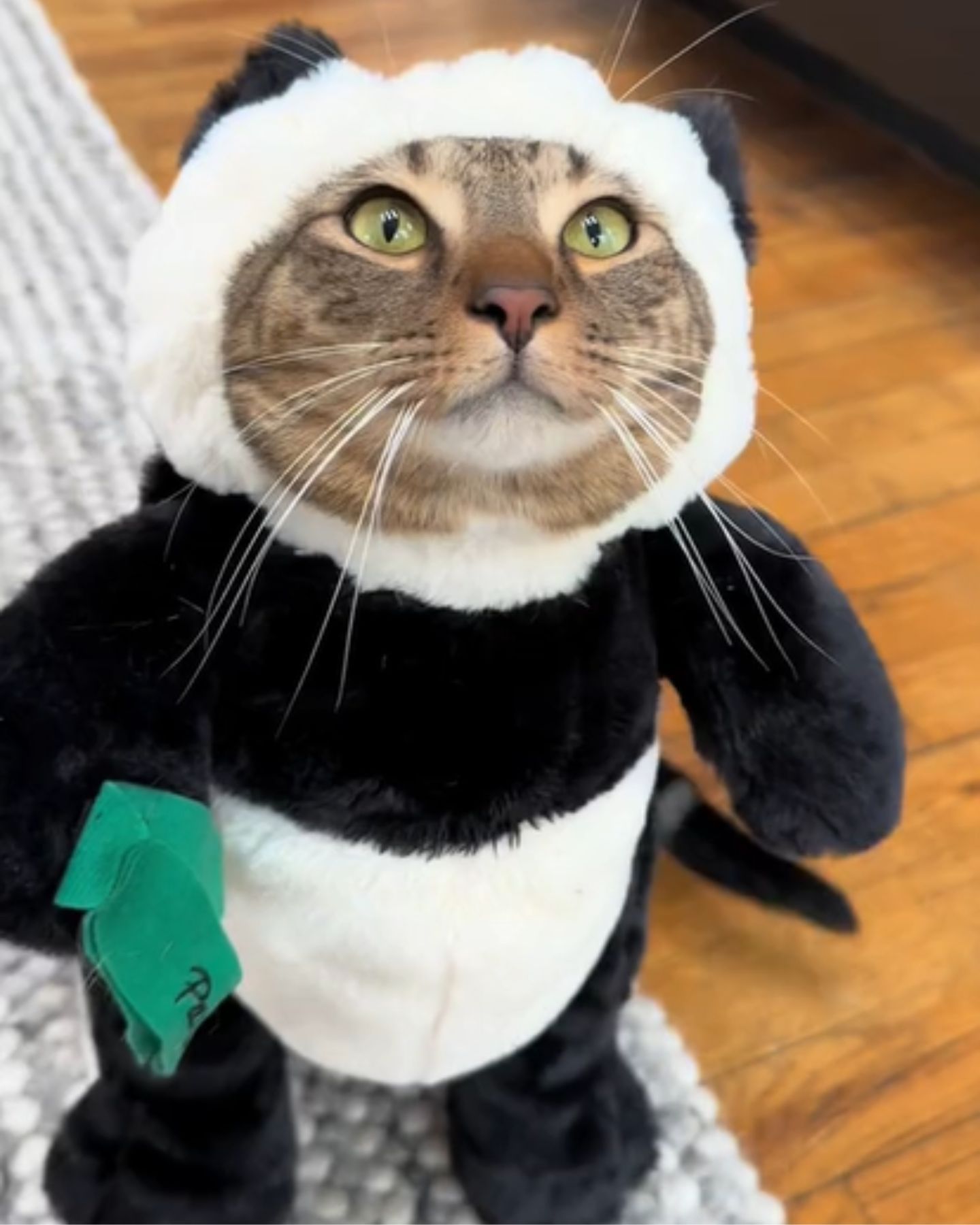 cat and panda costume