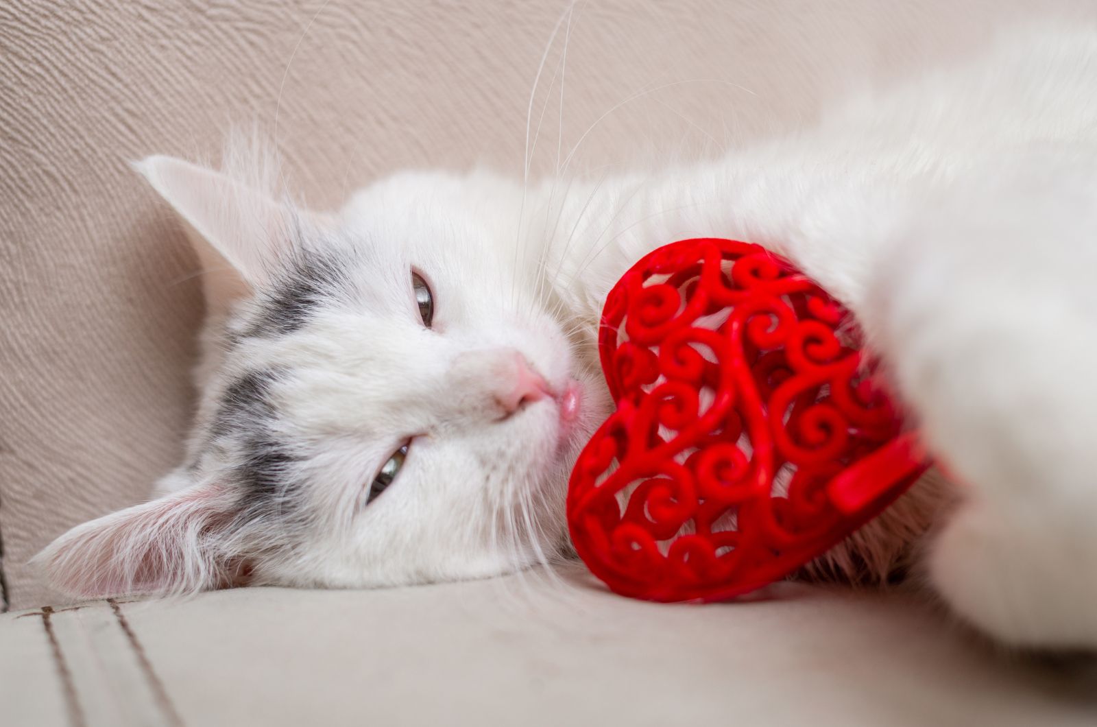 cat and red heart decoration