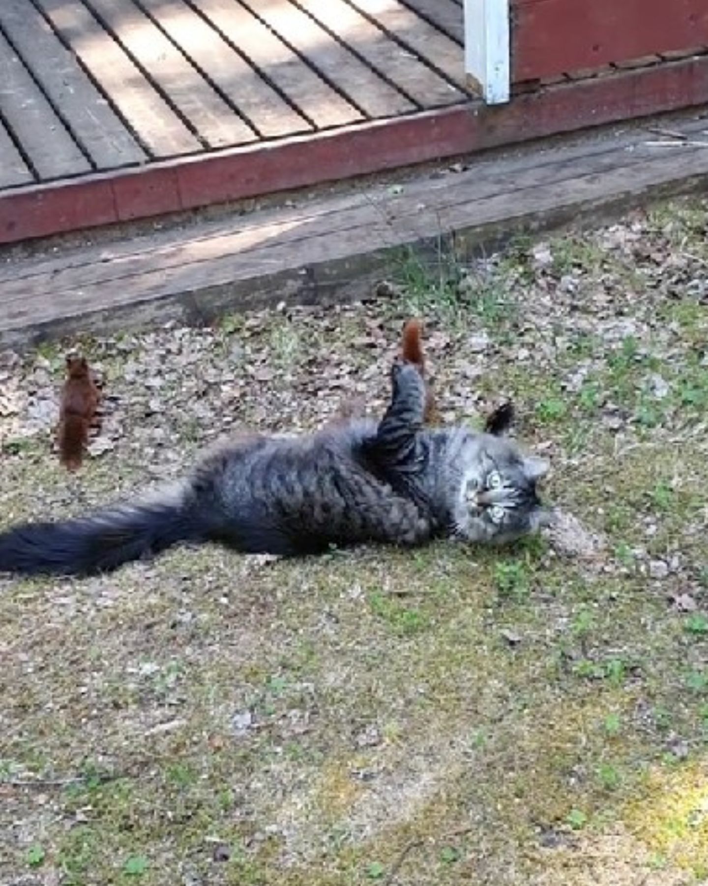 cat and squirrels in the yard