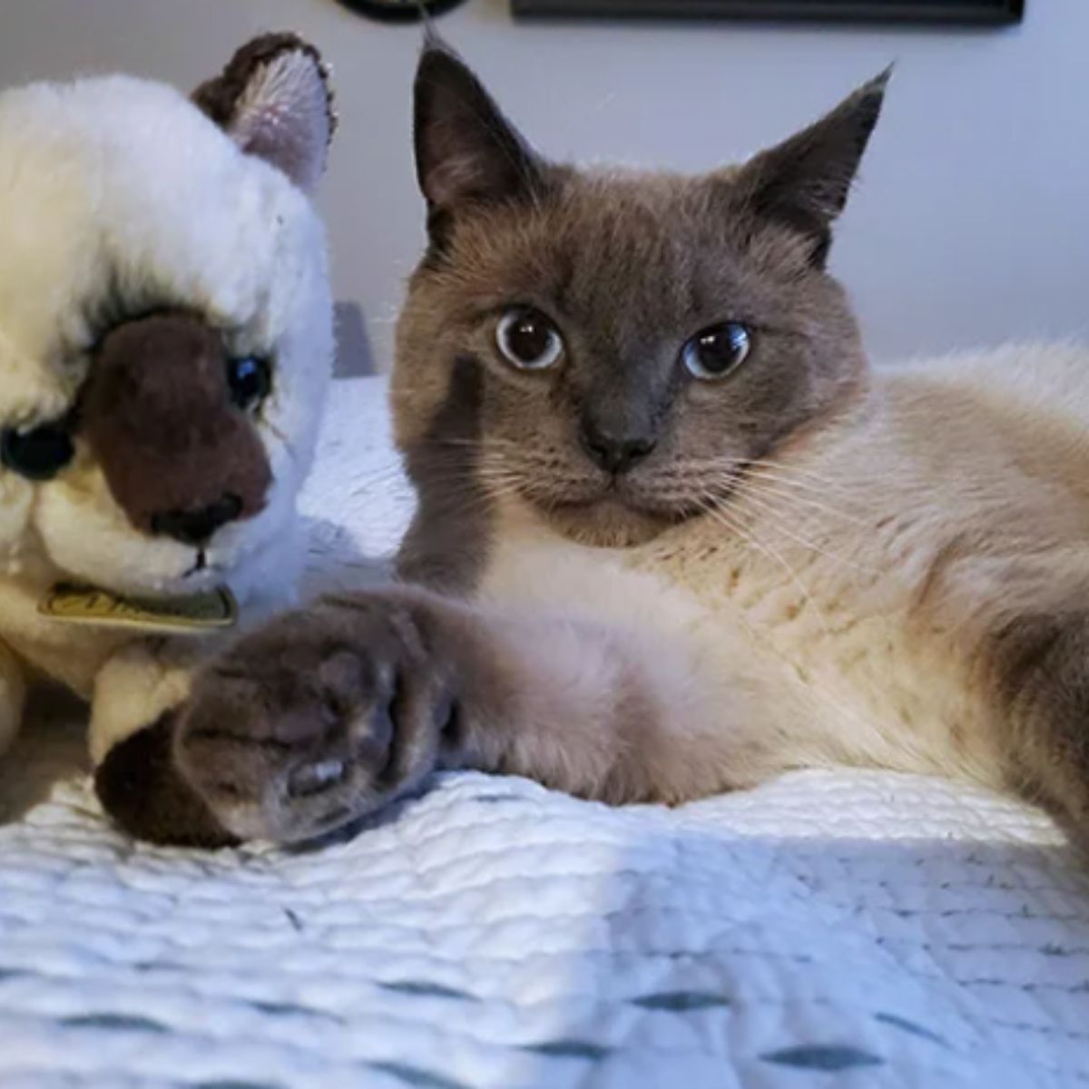 cat and stuffed animal