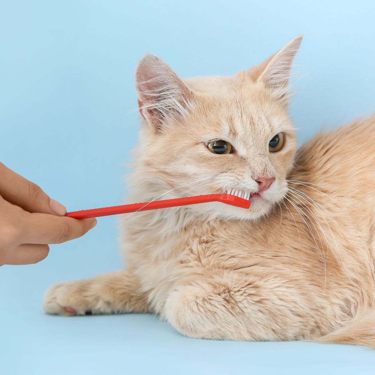 cat and toothbrush