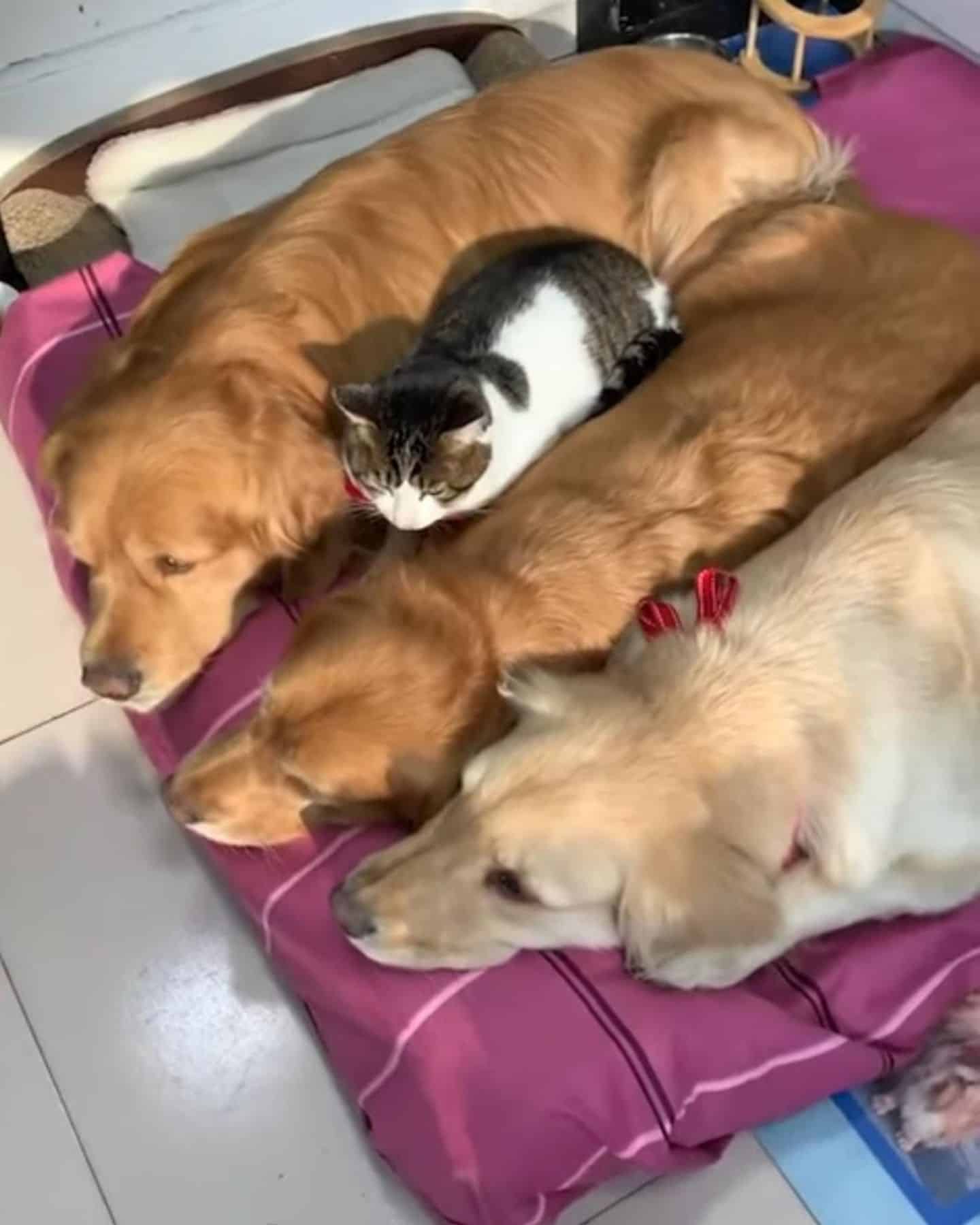 cat and three dogs