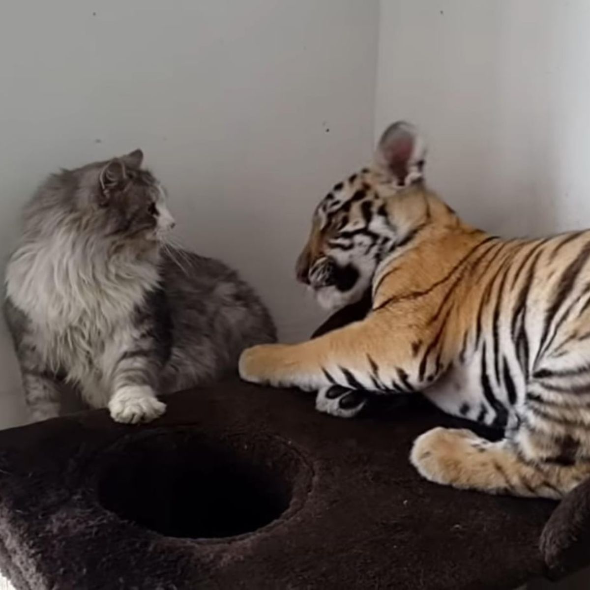 cat and tiger cub