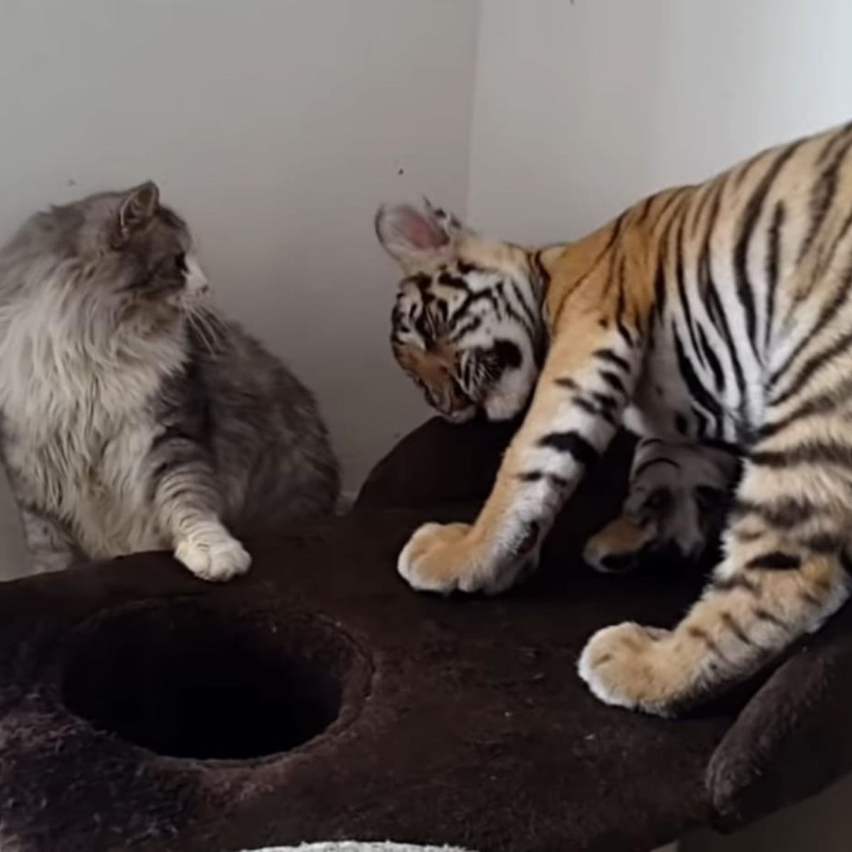 cat and tiger