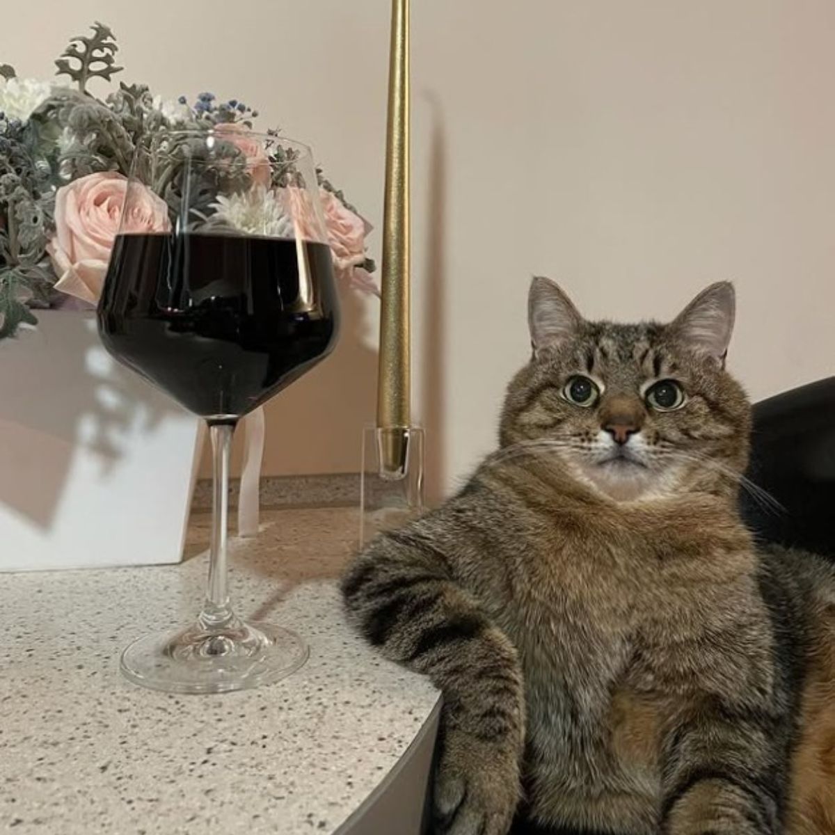 cat and wine glass