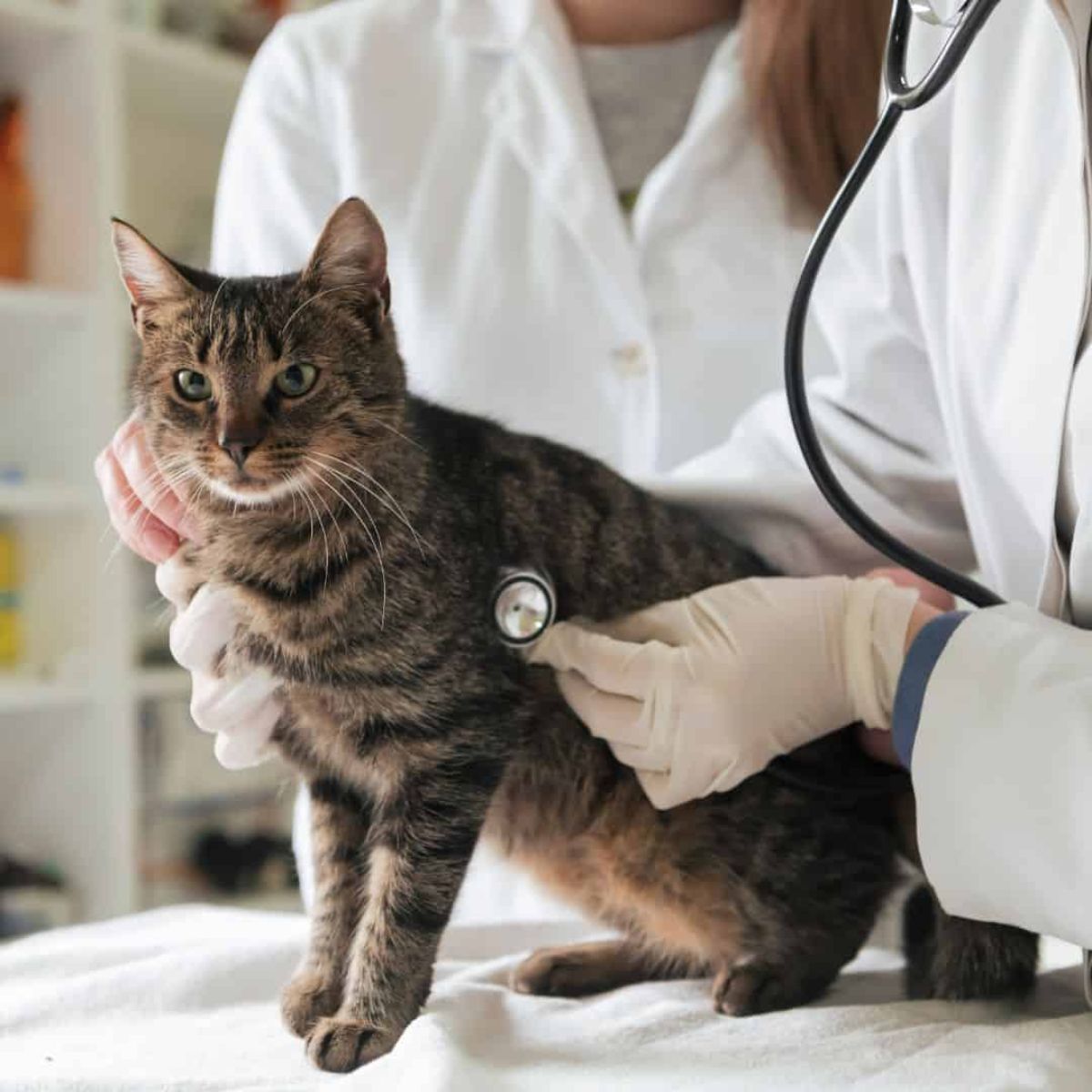 cat at the vet