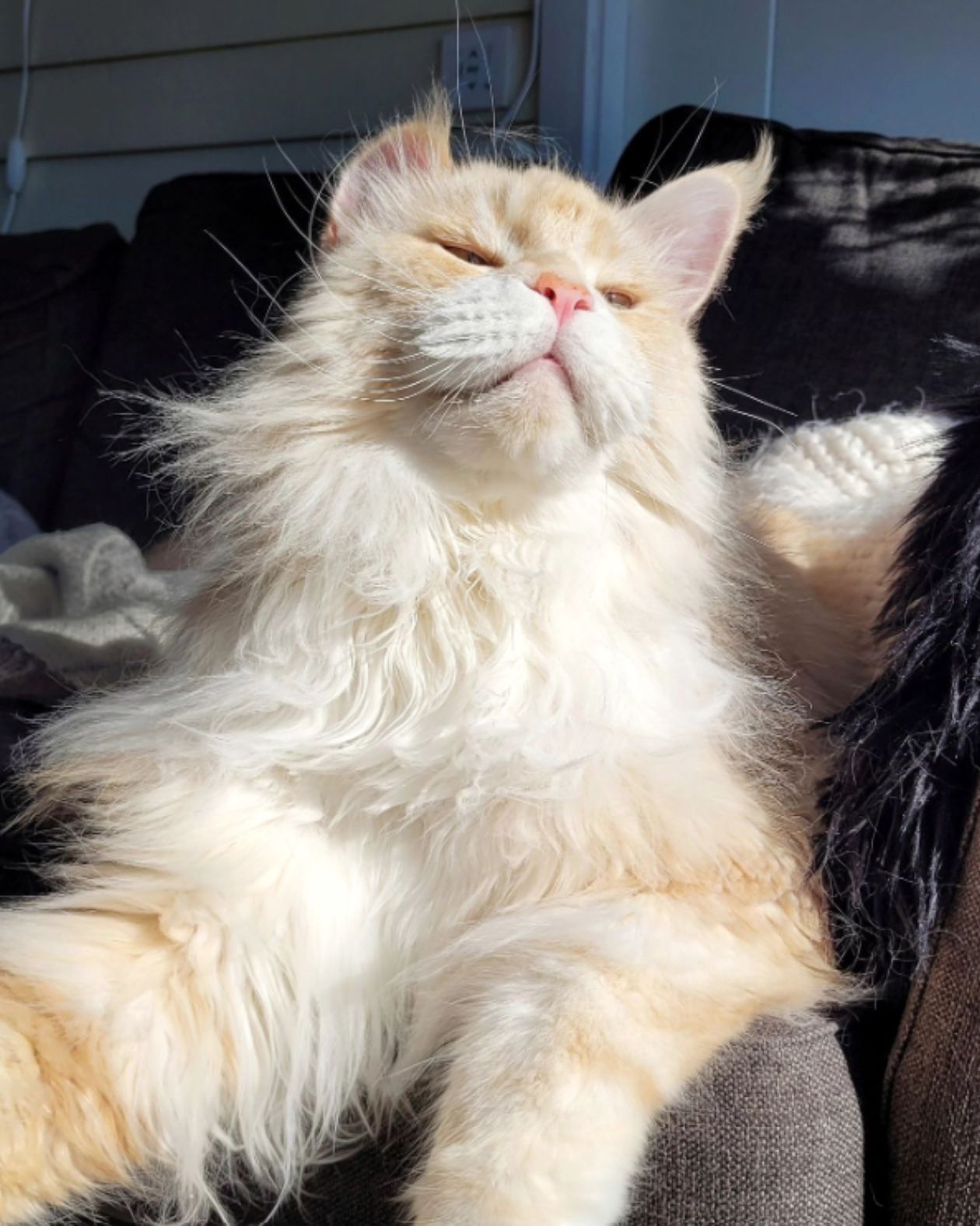 cat basking in the sun