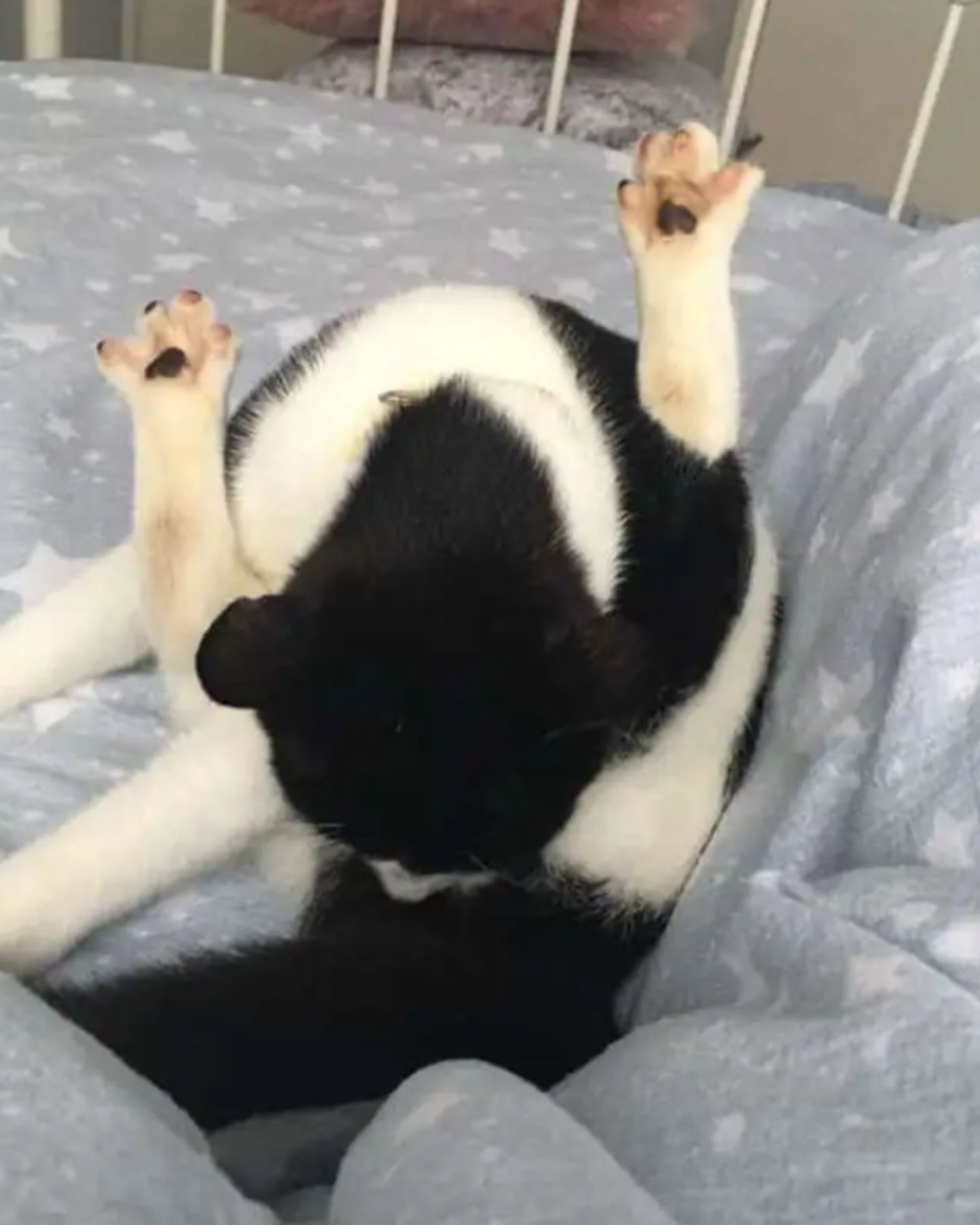 cat cleaning itself in bed