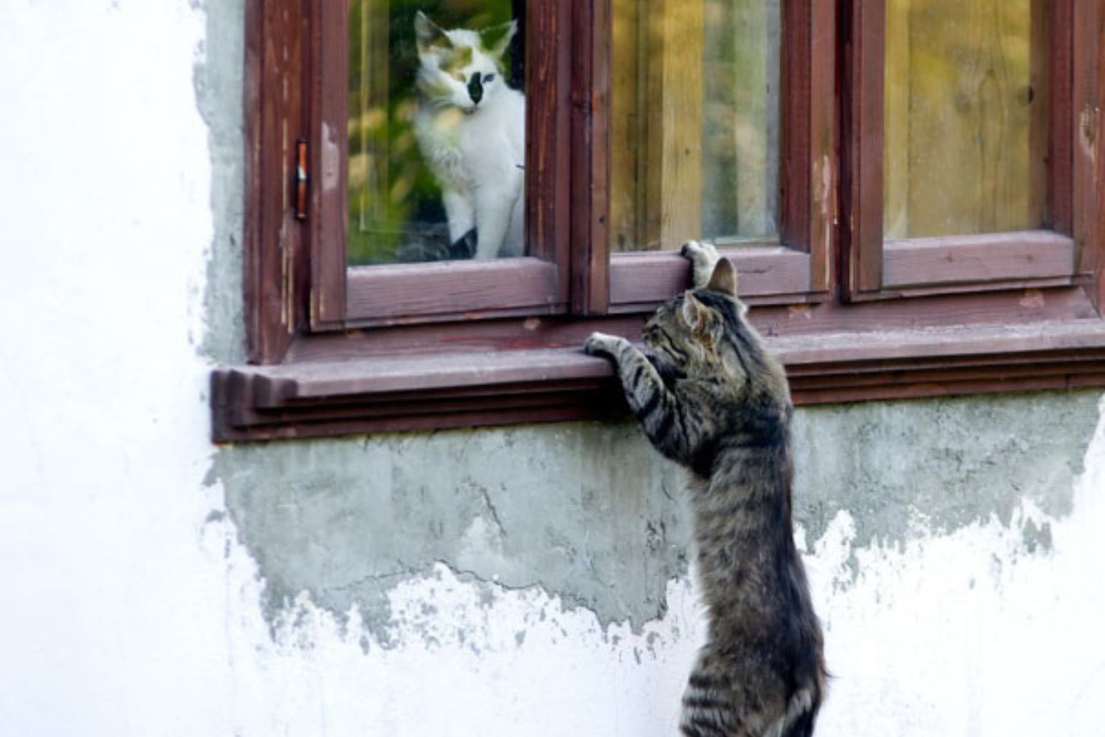 cat climbing on a window