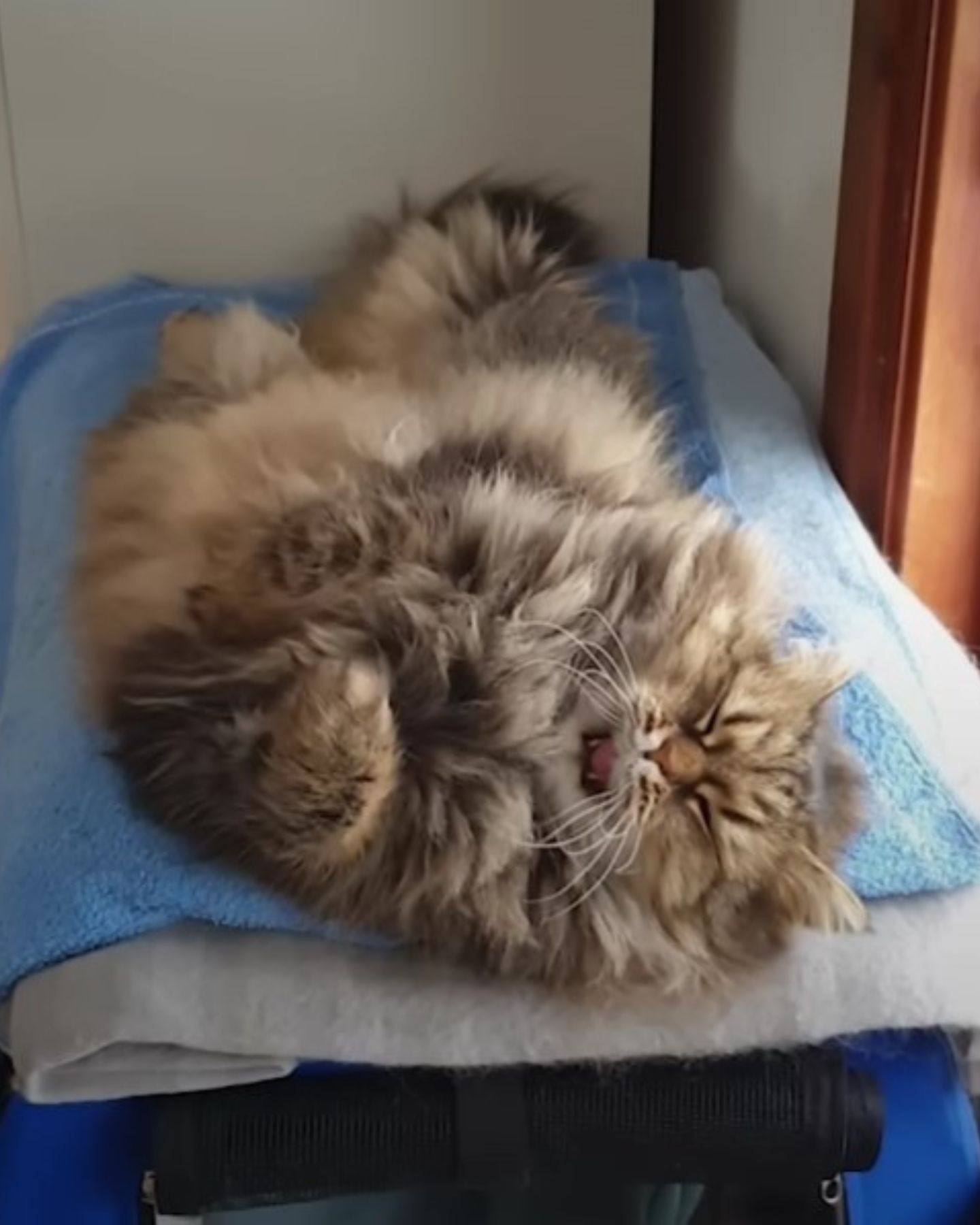 cat-cuddly-and-sleepy