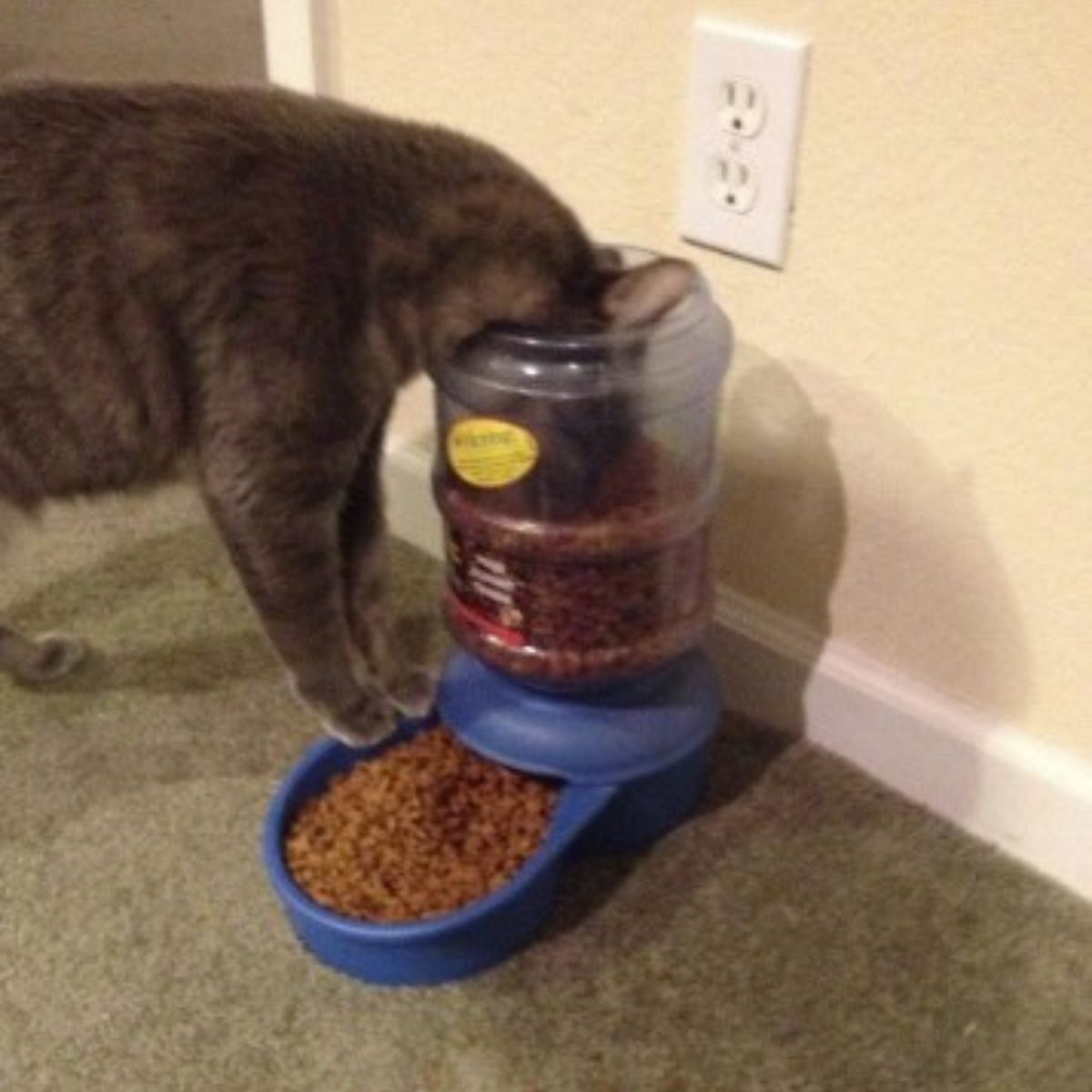 cat eating