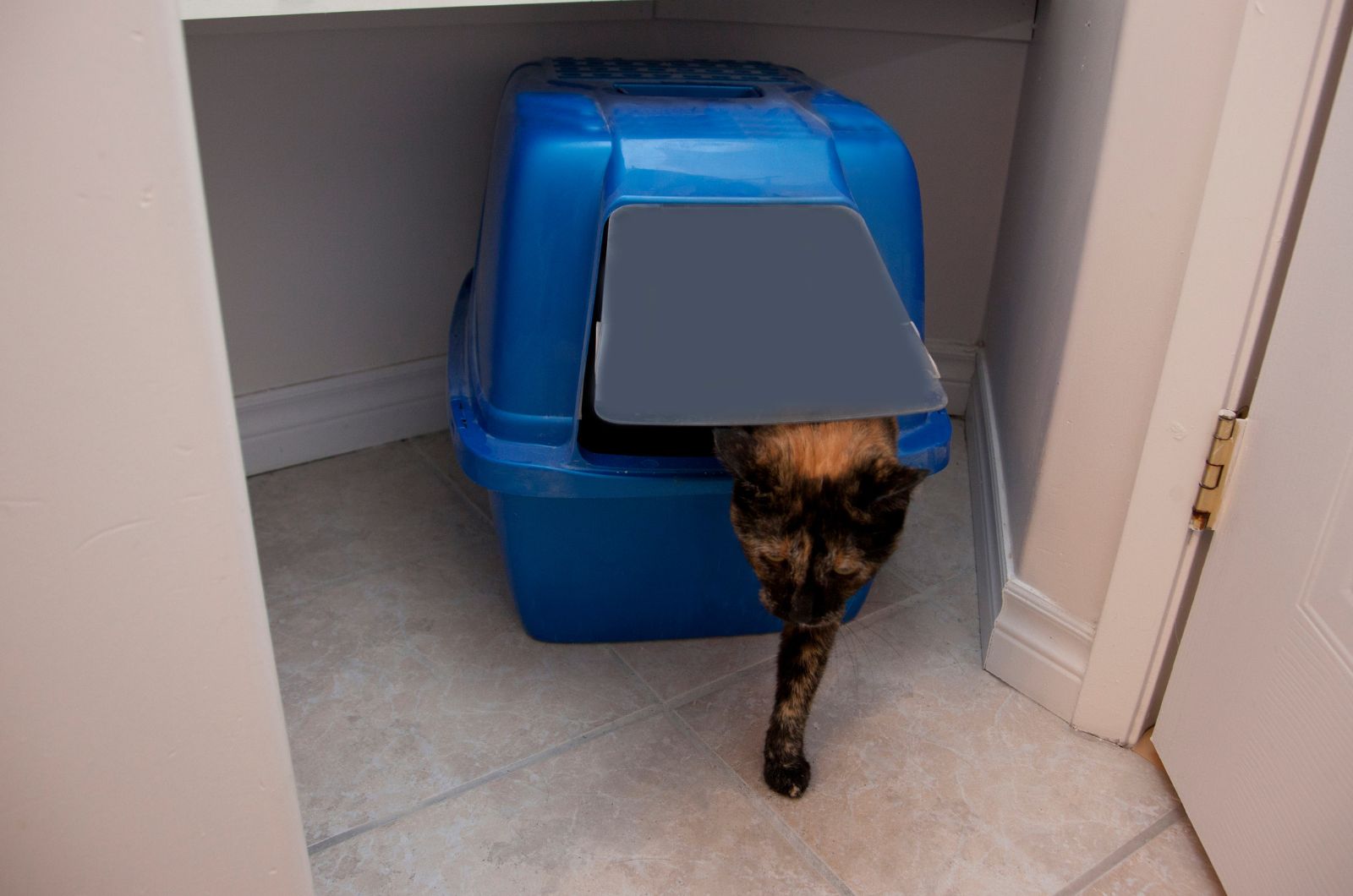 cat entering the box