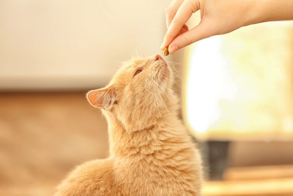 cat getting a treat