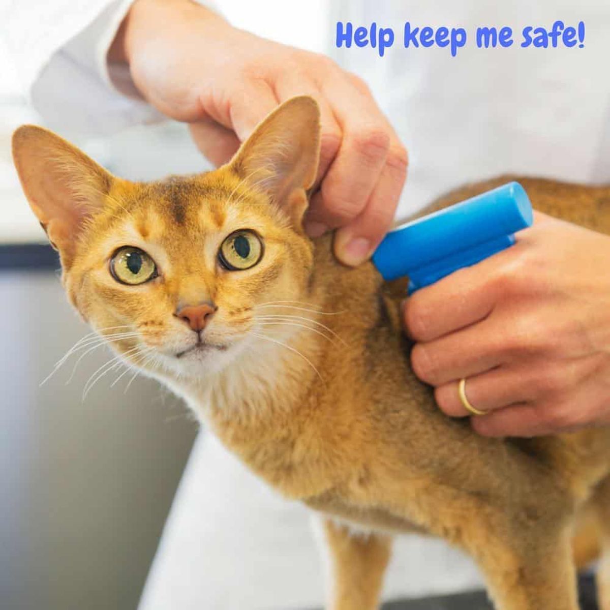 cat getting microchipped