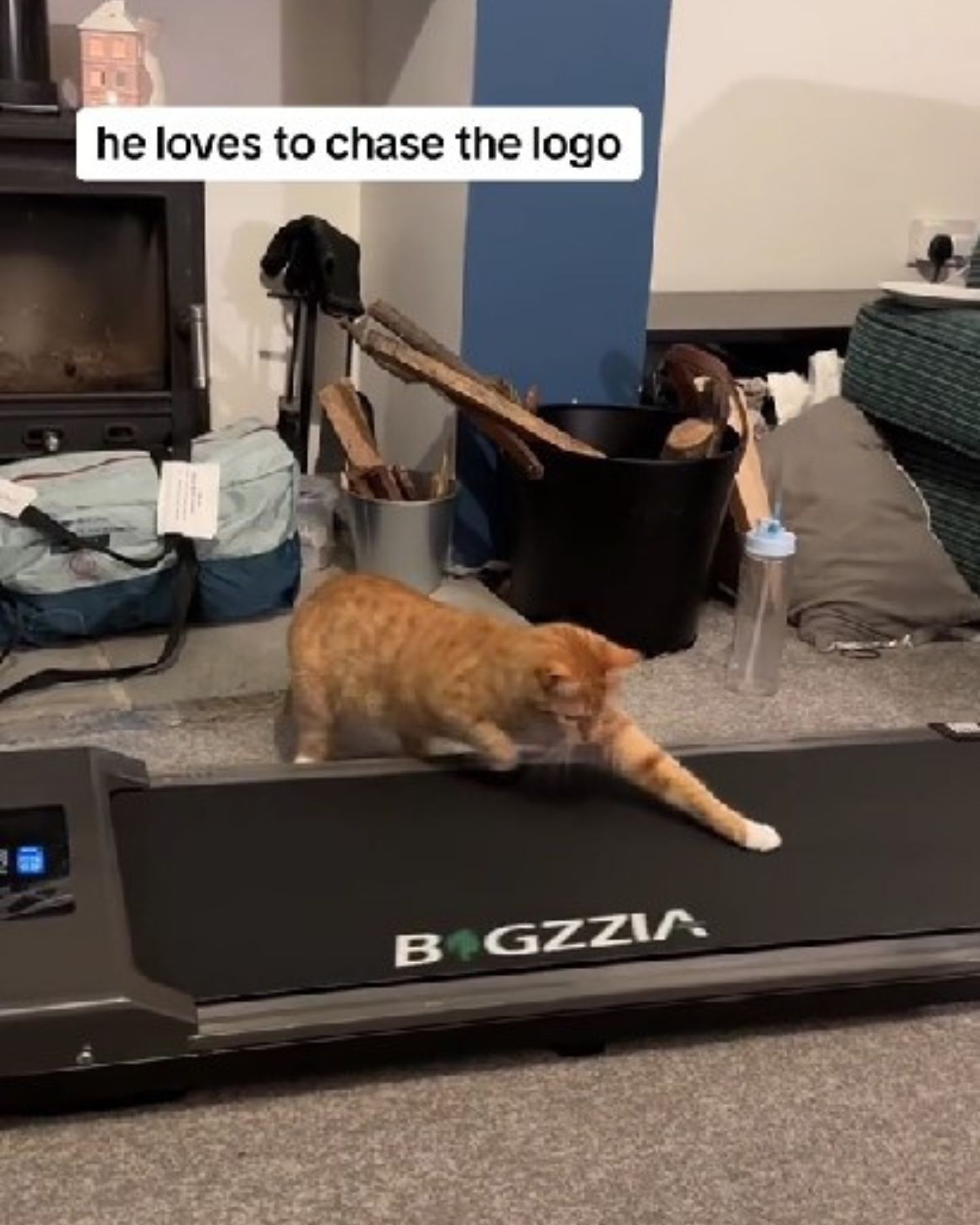 cat getting on the treadmill