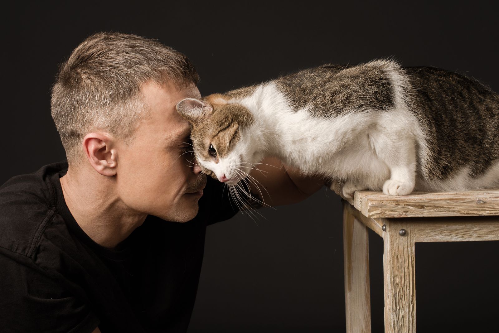 cat headbutting owner