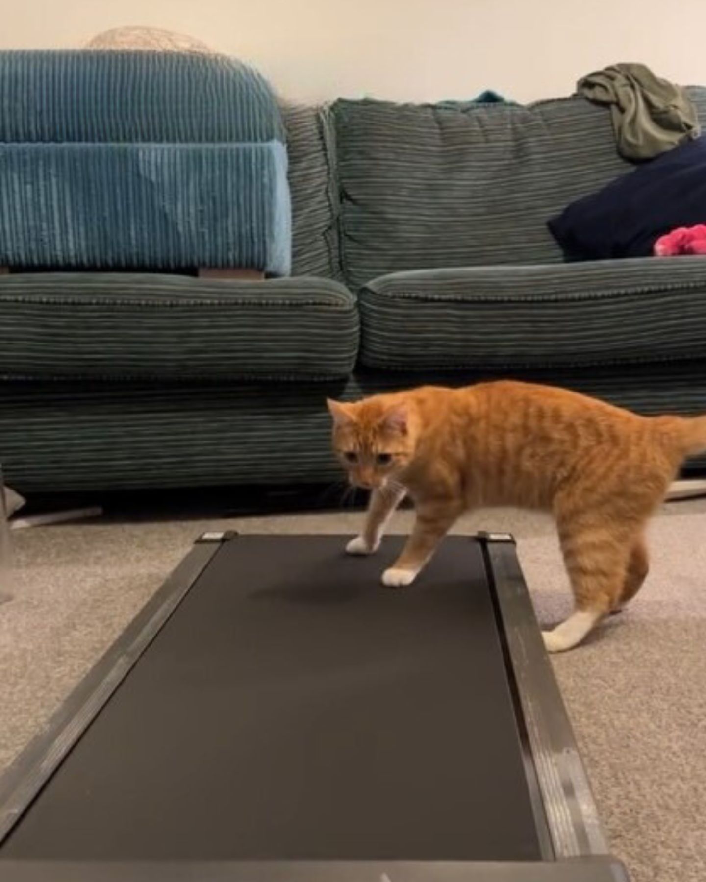cat holding paws on treadmill