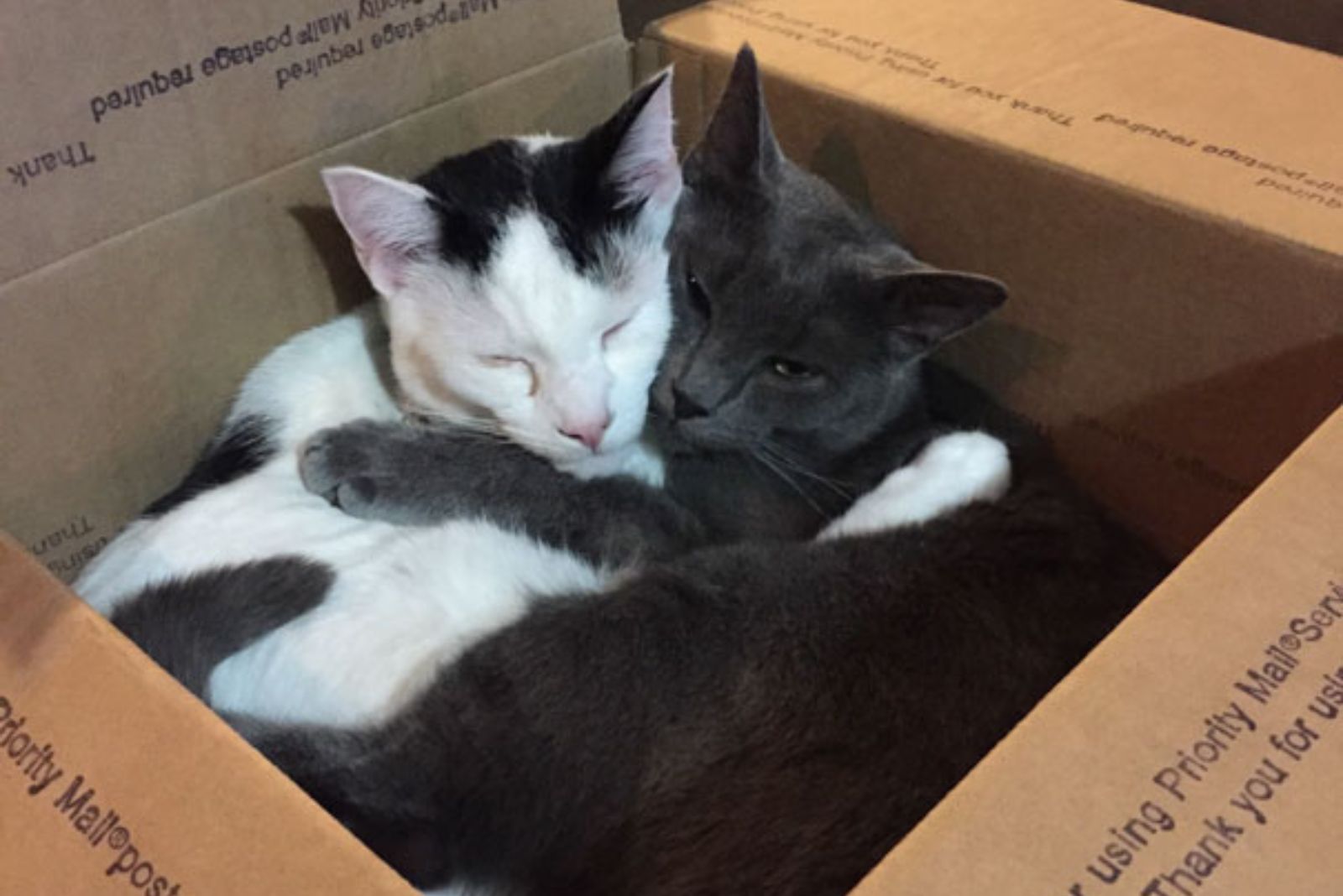 cat hugging in a box