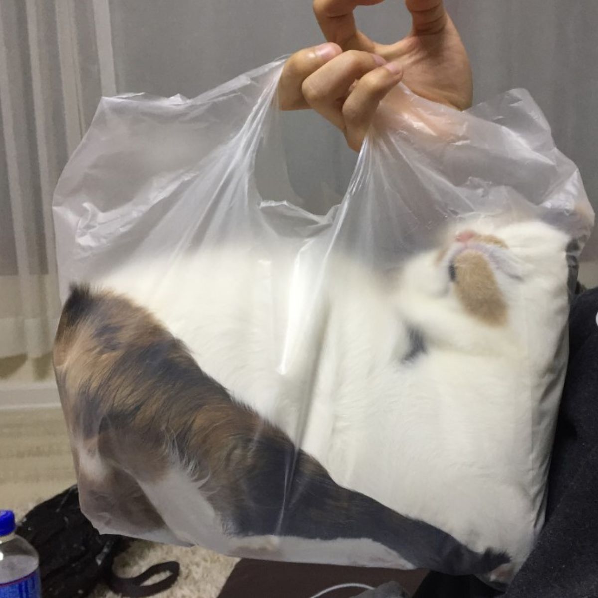 cat in a plastic bag