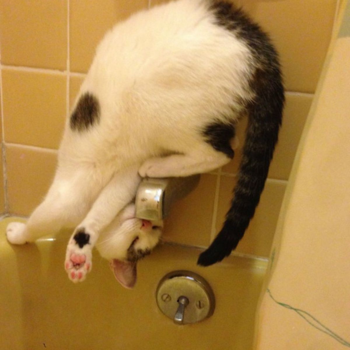 cat in bath tub