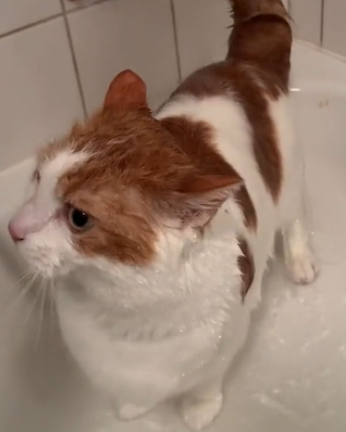 cat in bathing
