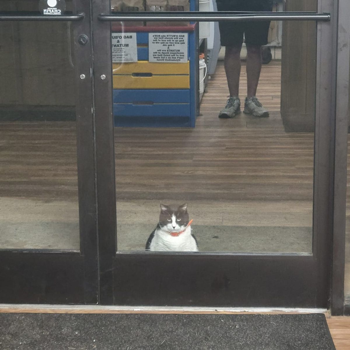 cat in front of the store