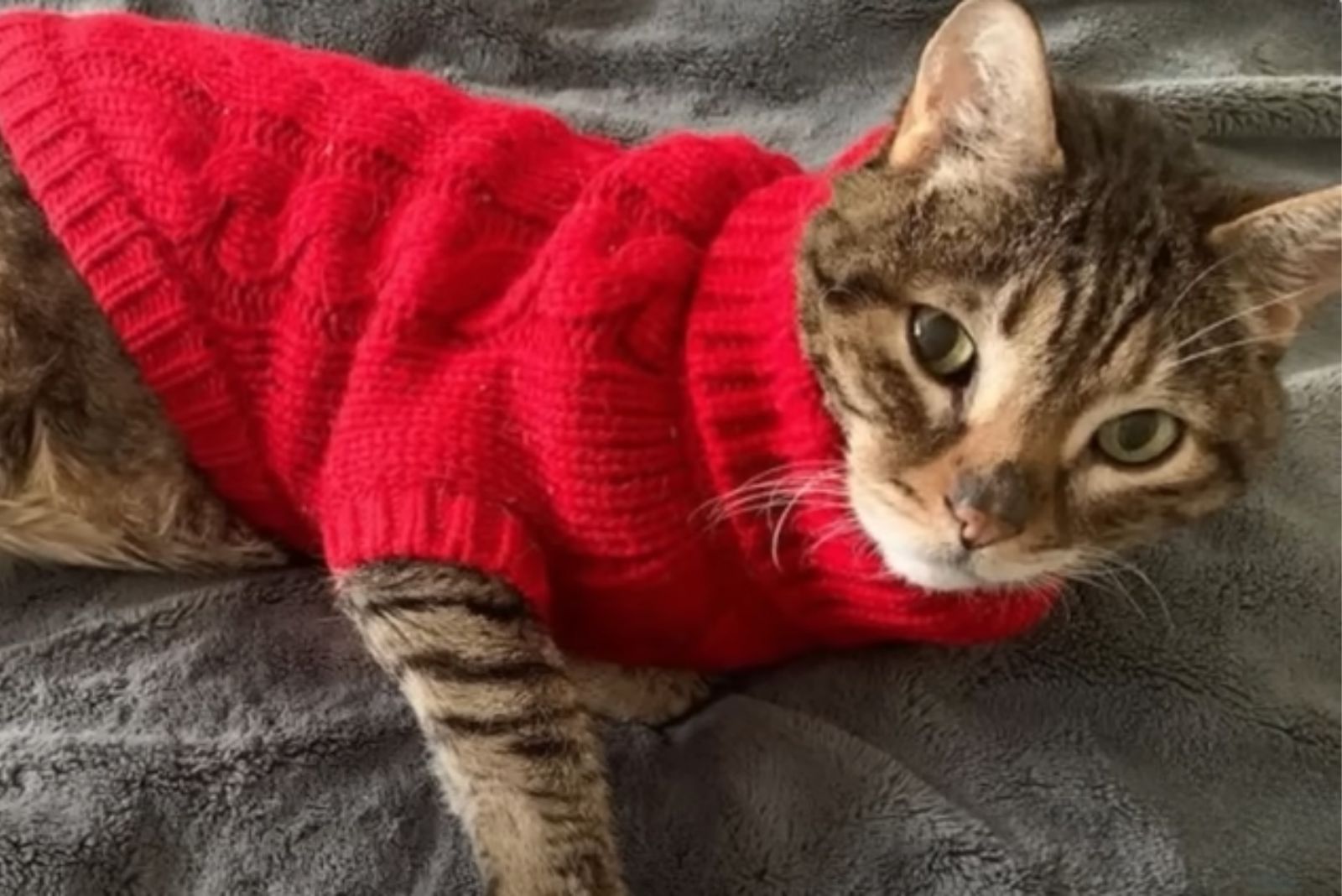 cat in red sweater