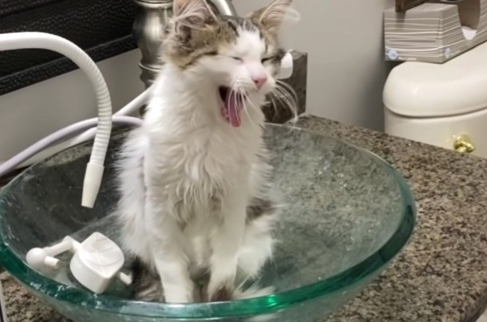 cat in sink after a bath