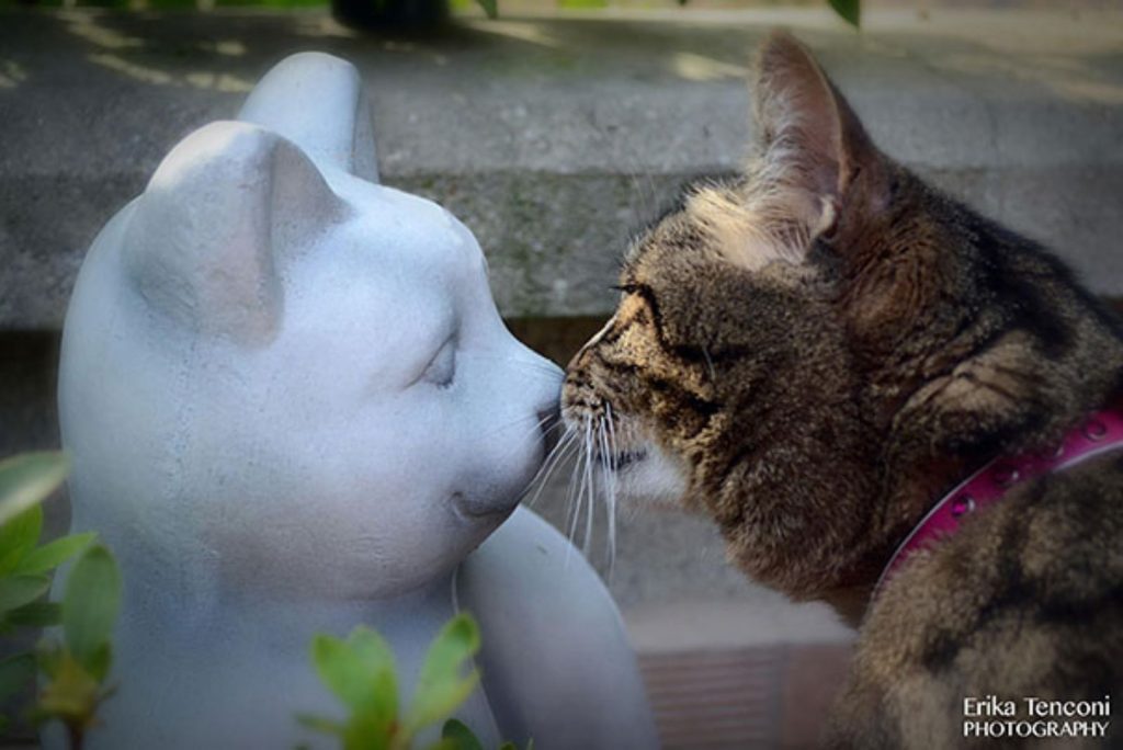 cat kissing statue