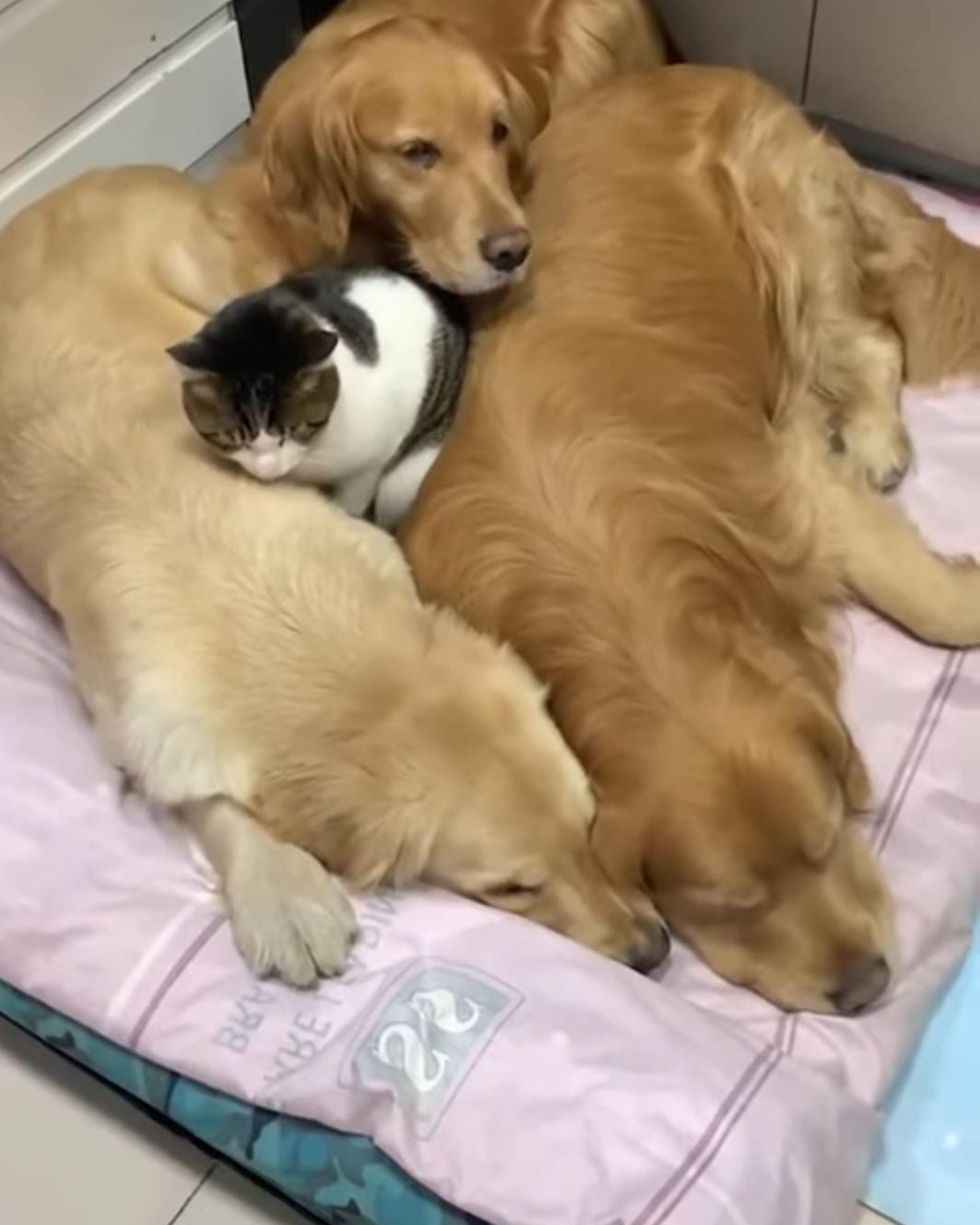 cat laying with three dogs