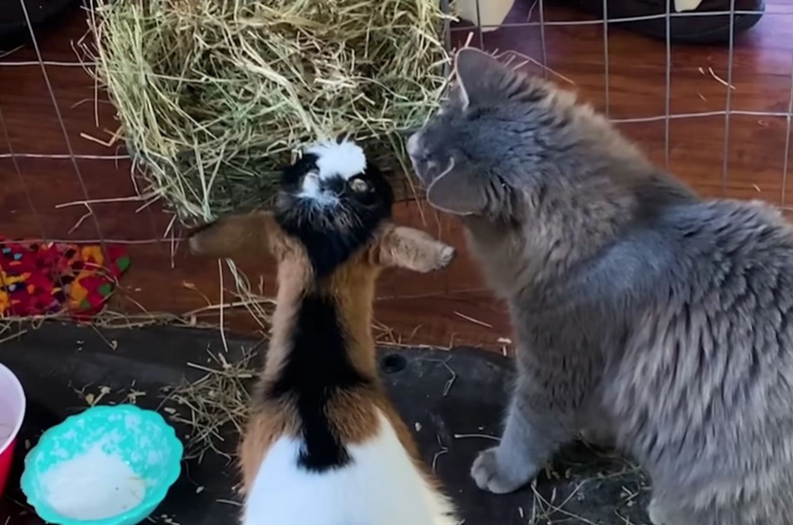 cat looking at goat eating