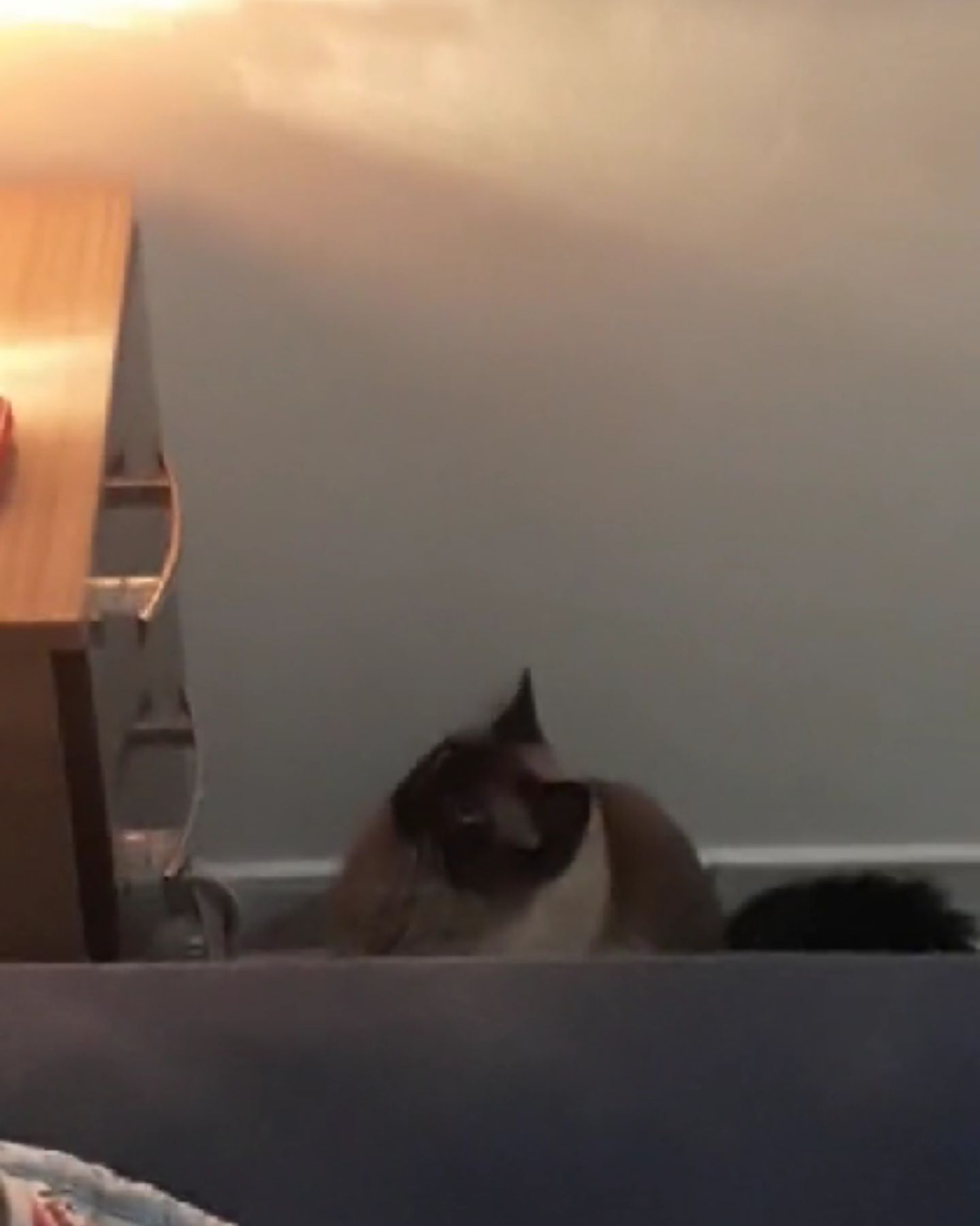 cat looking up at the alarm clock