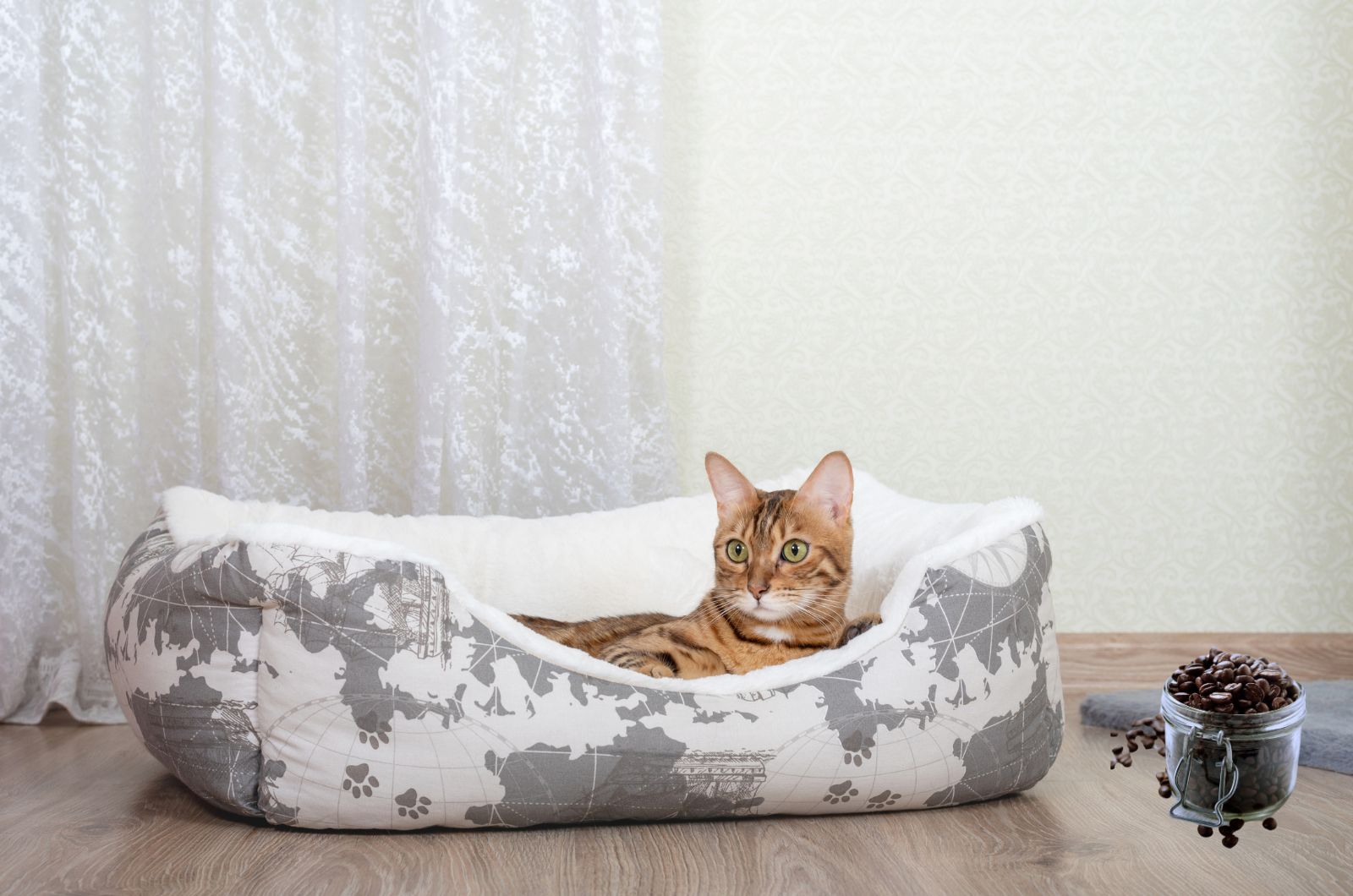cat lying in cat bed
