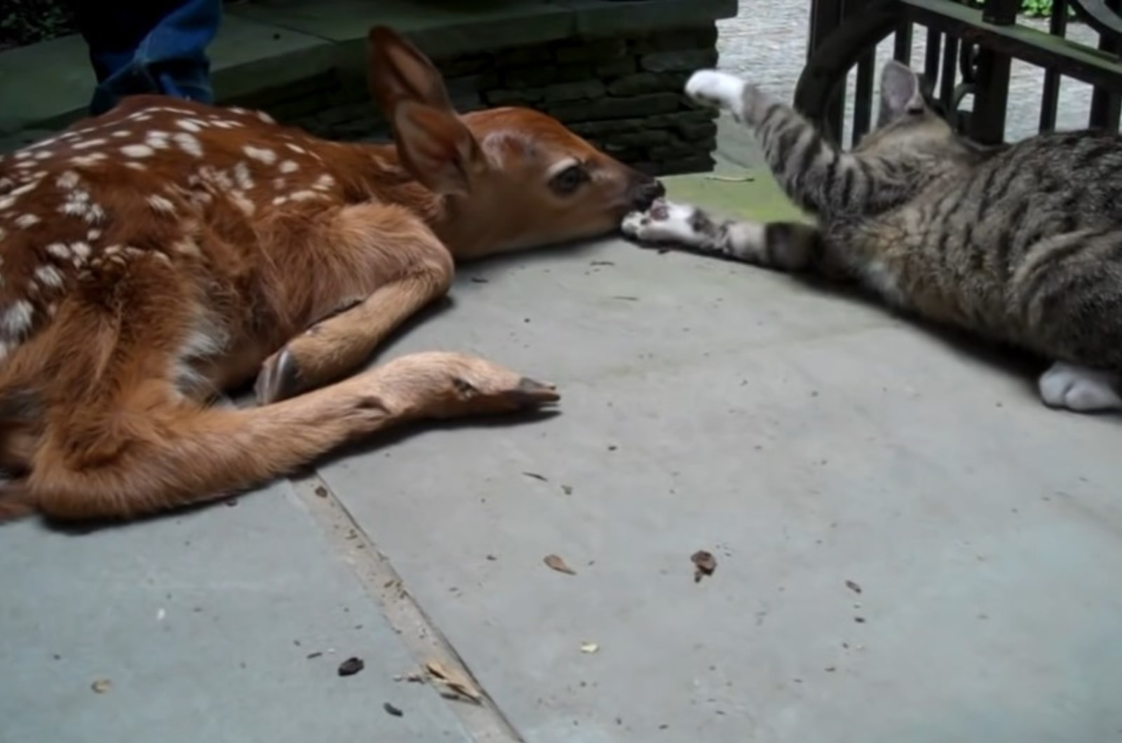 cat lying in front of baby deer
